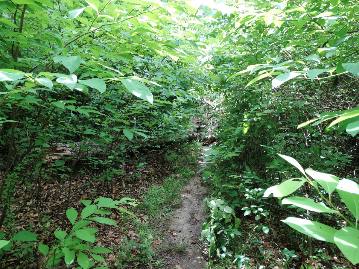 overgrown yellow trail