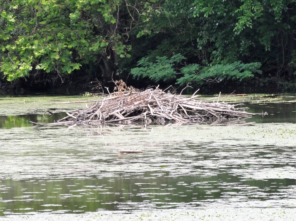 beaver lodge