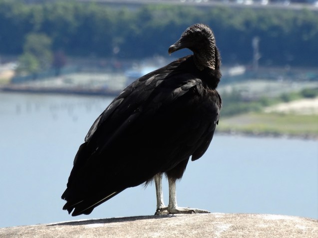 Black Vulture