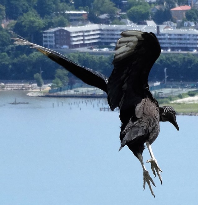 Black Vulture