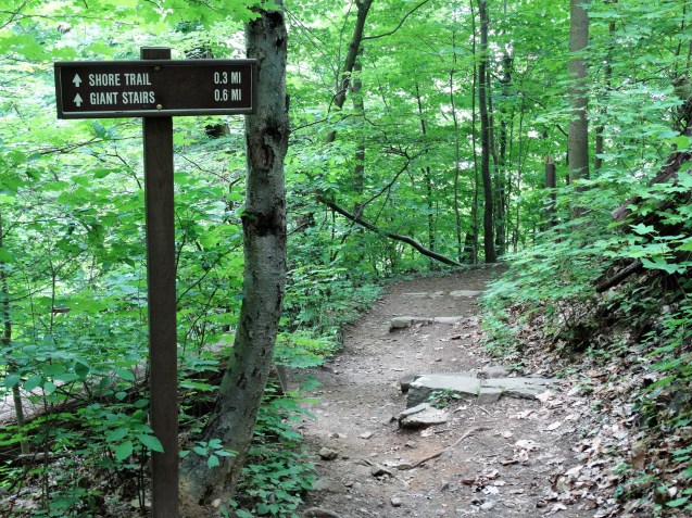 Forest View Trail