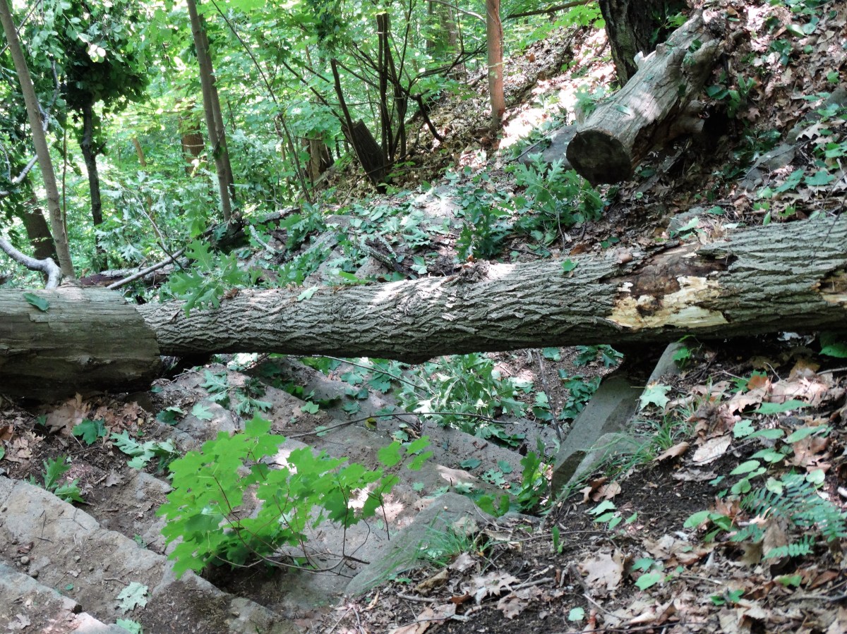fallen tree on Forest View trail