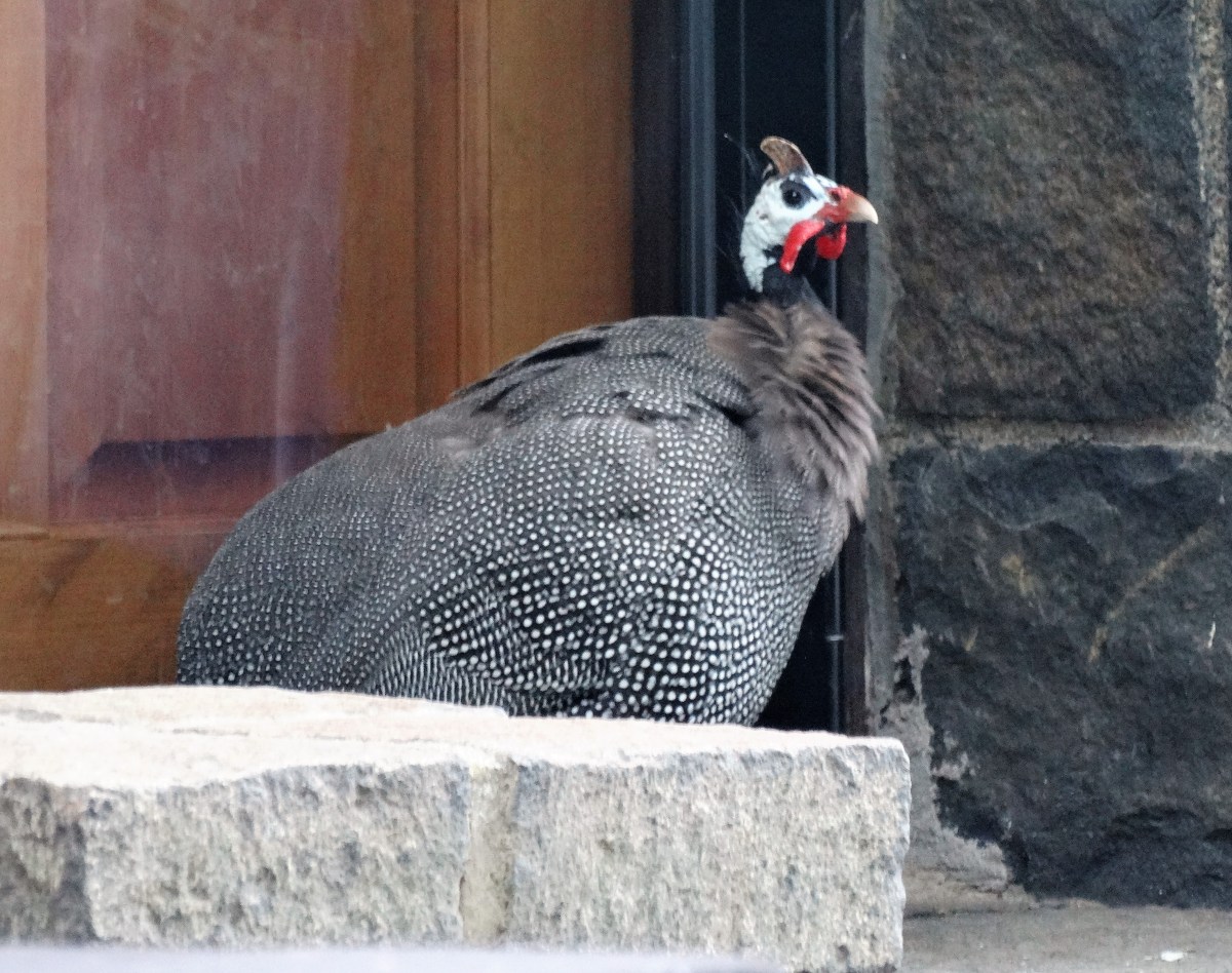 Guineafowl