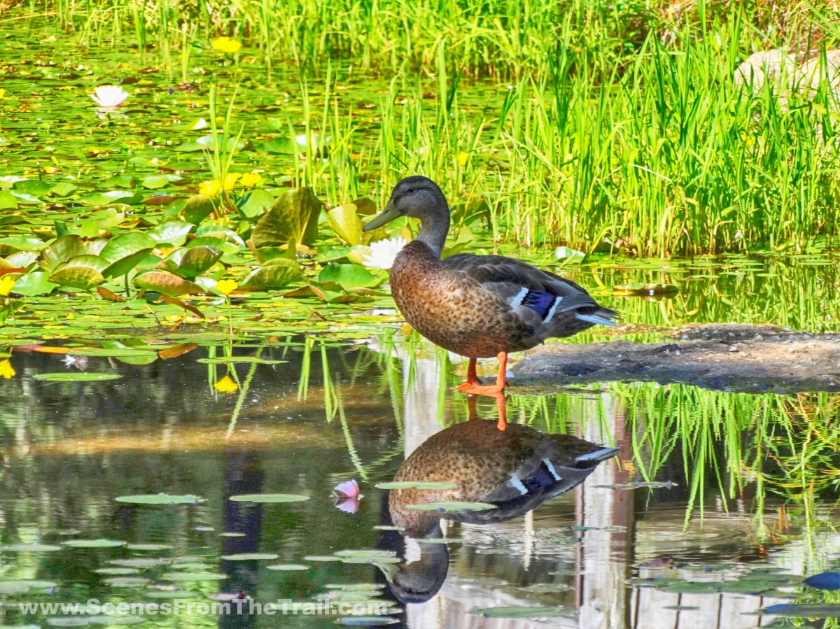 duck at Lily Pond