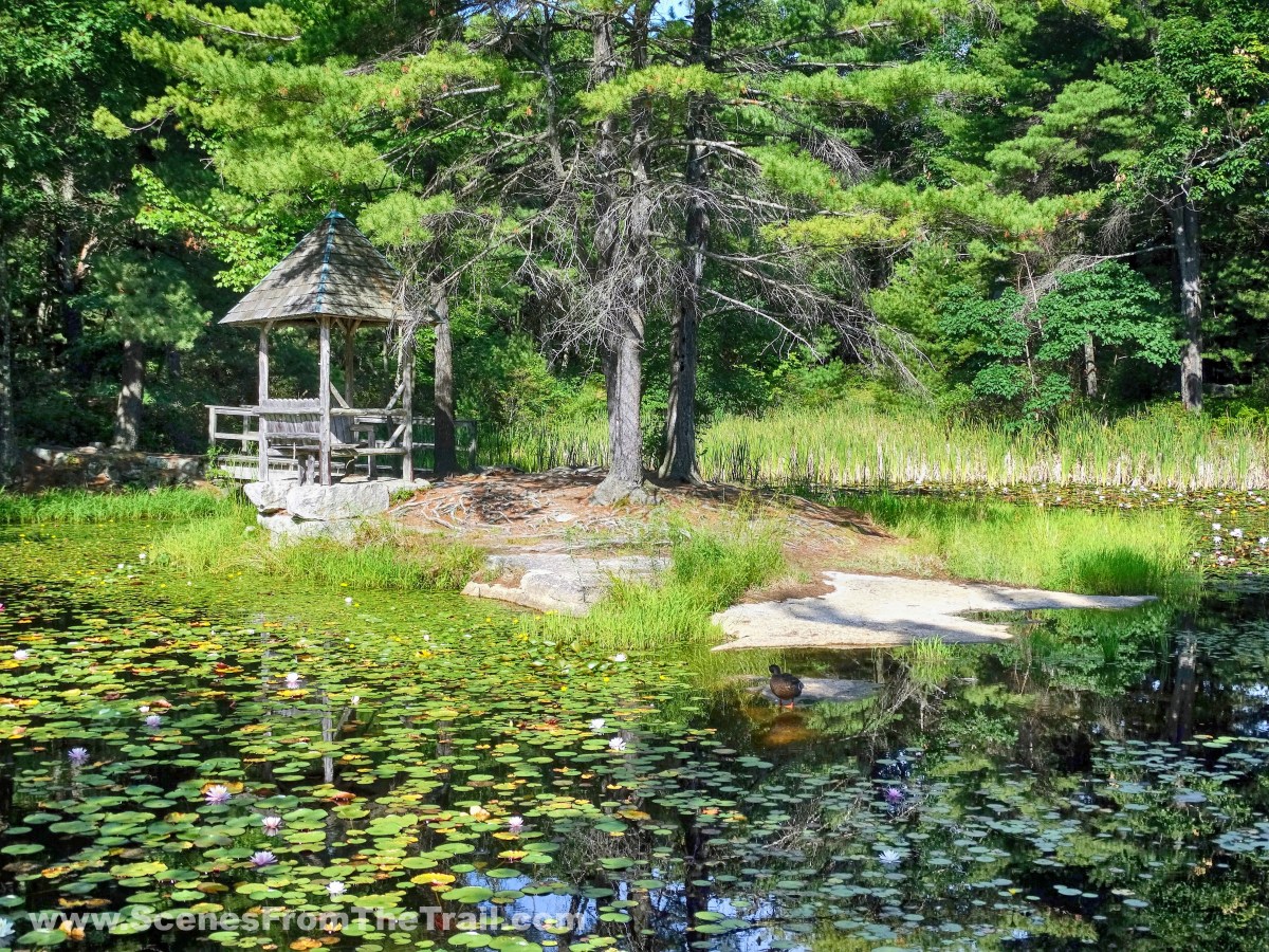 Lily Pond