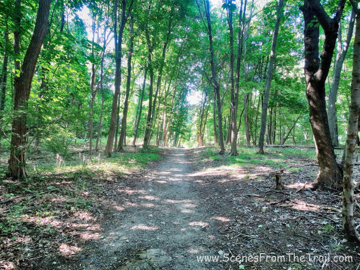 blue blazed shady woods road