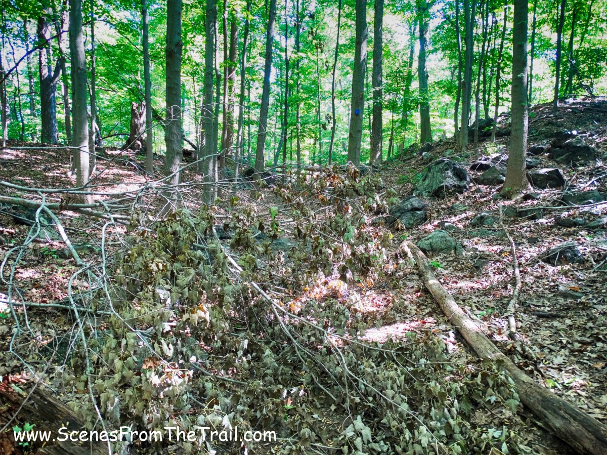 blowdown on blue blazed trail