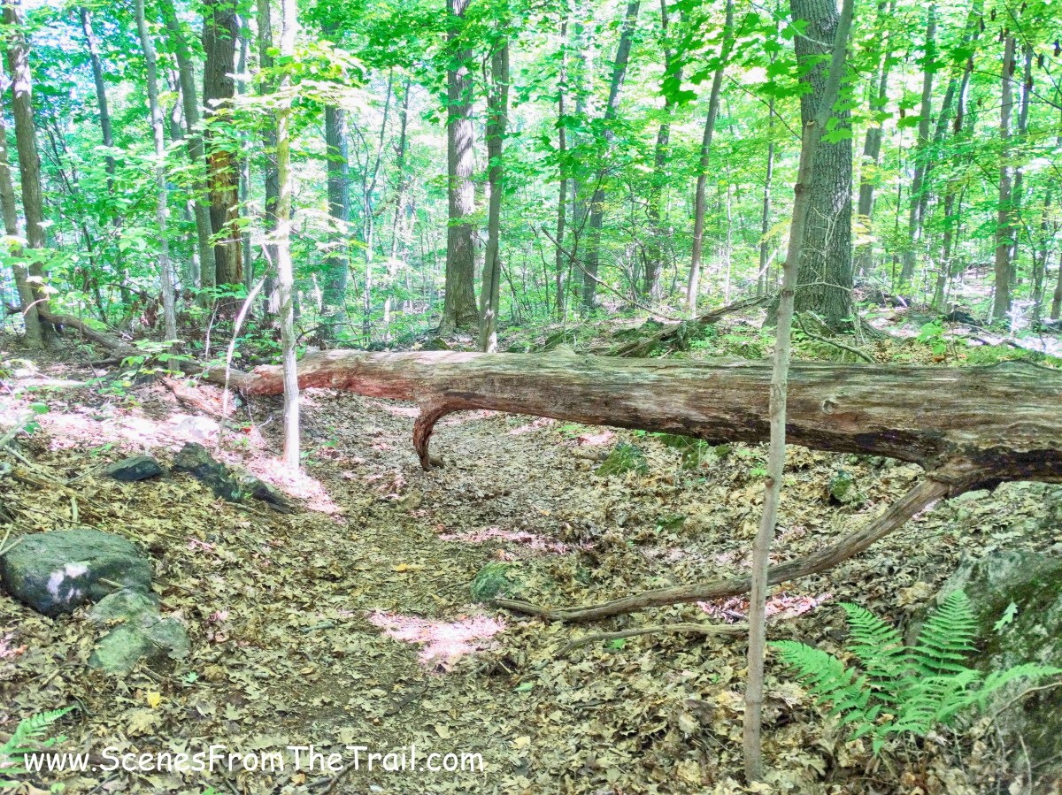 blowdown on blue blazed trail