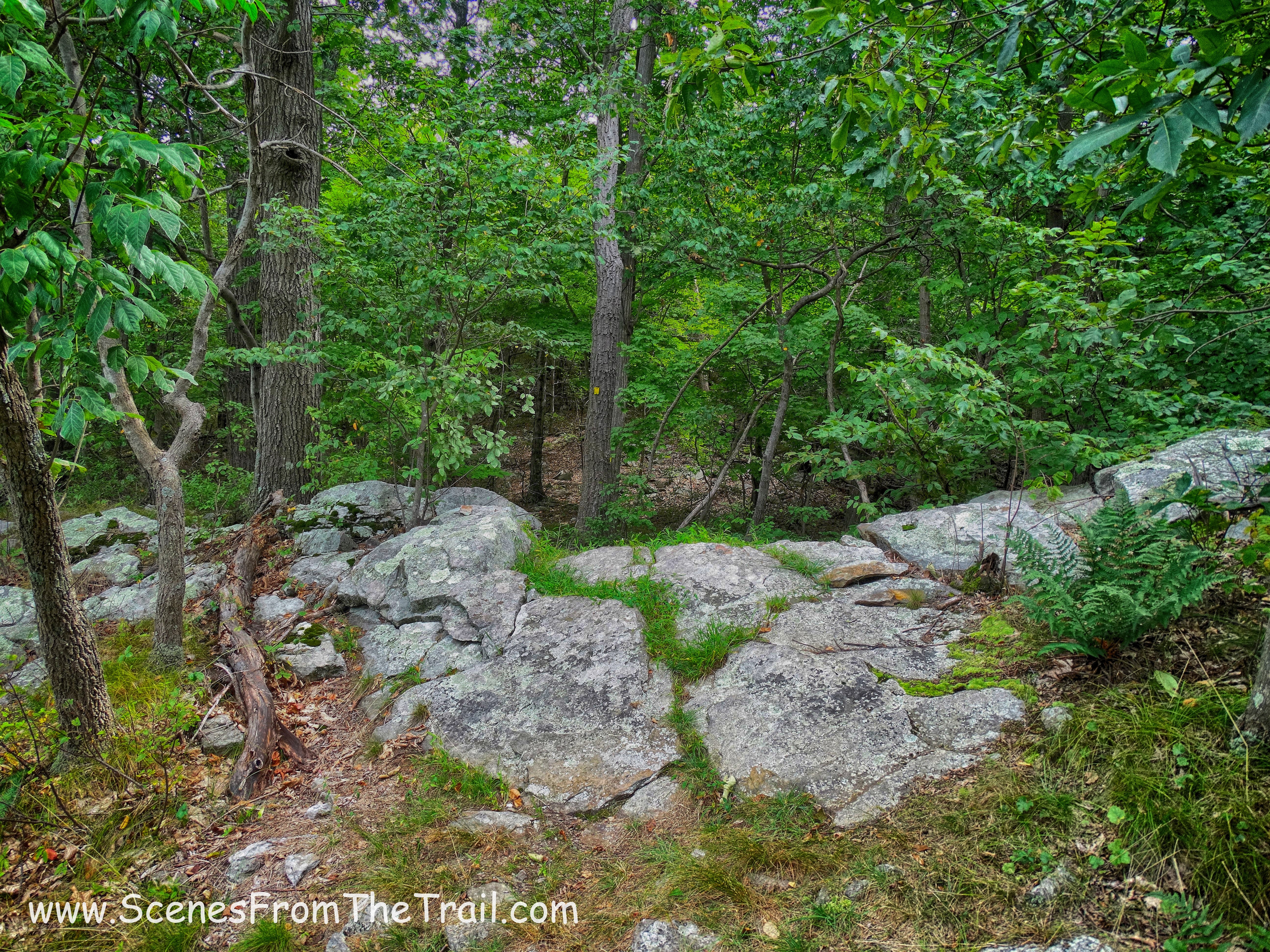 The Jessup Trail