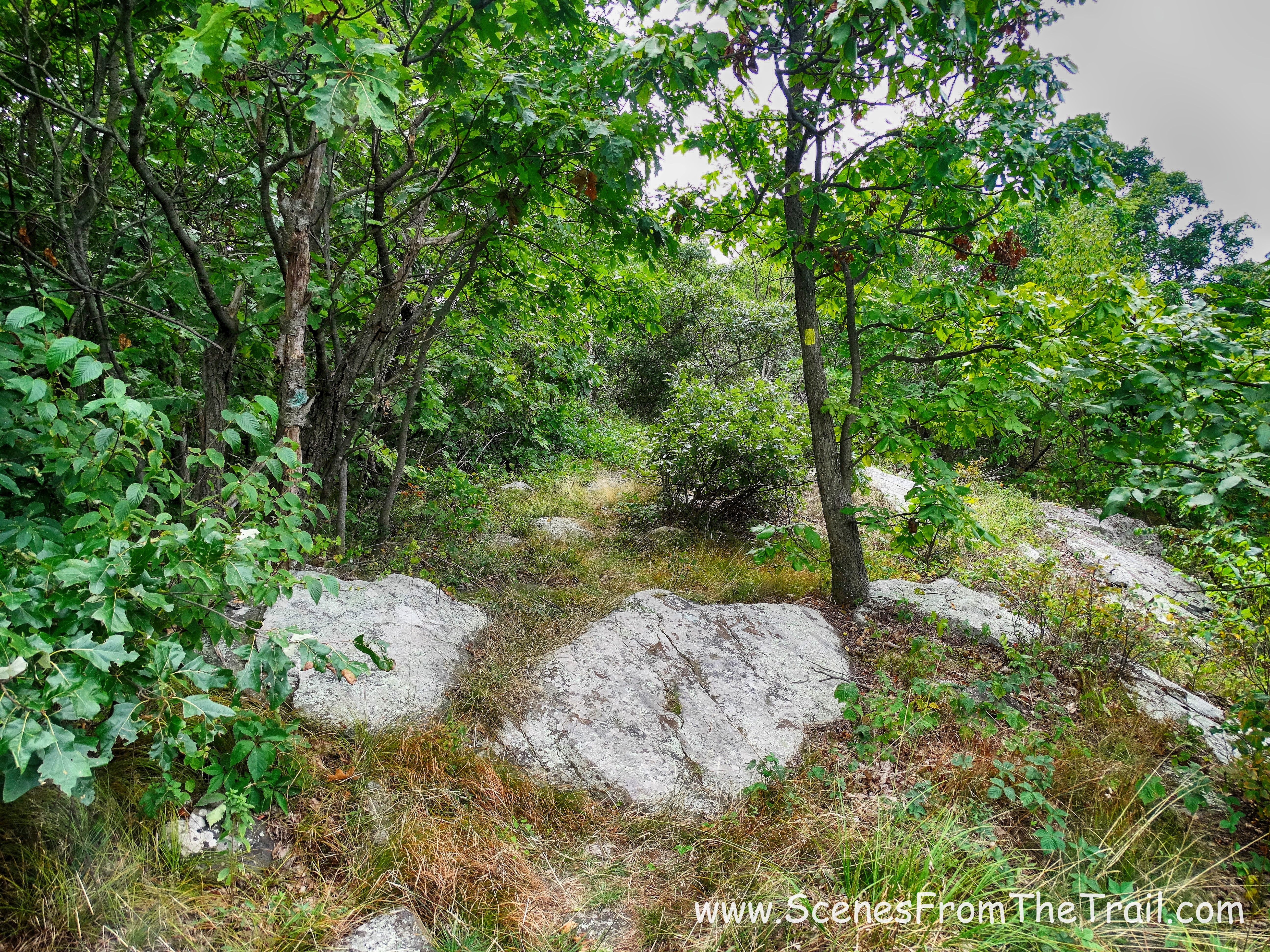 The Jessup Trail
