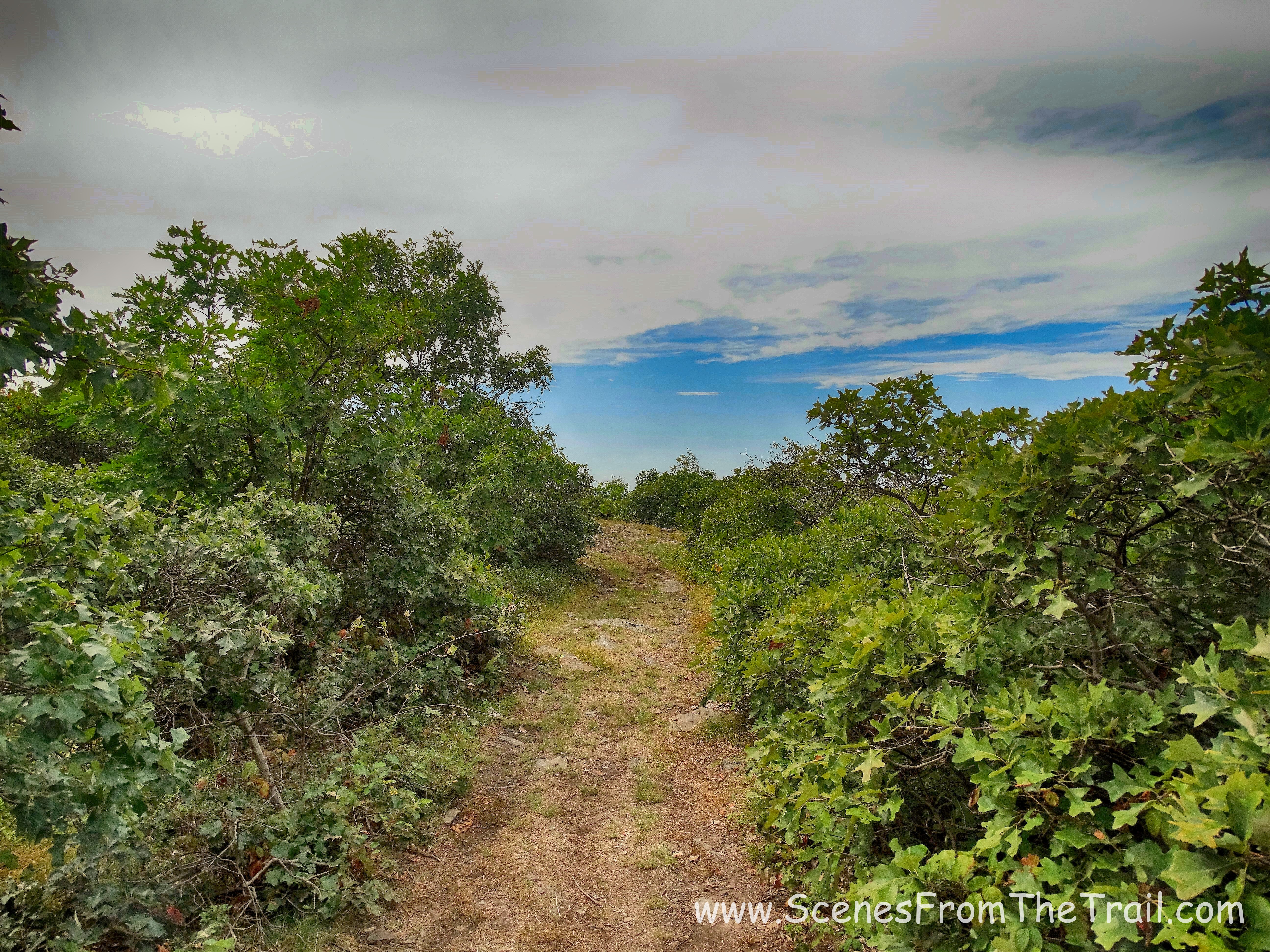 The Jessup Trail