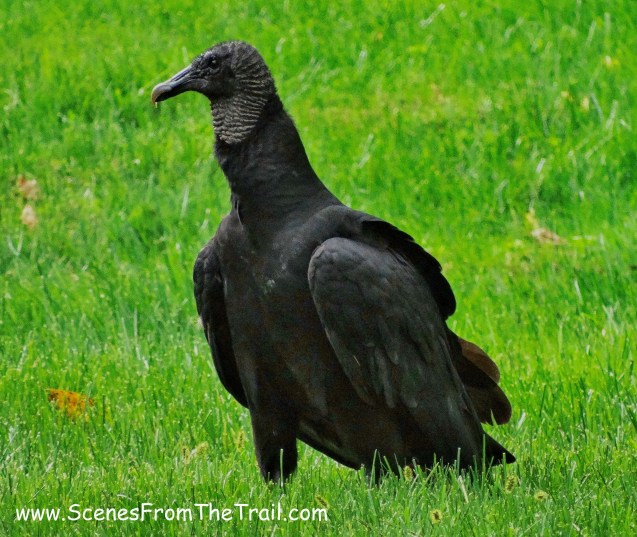 Black Vulture