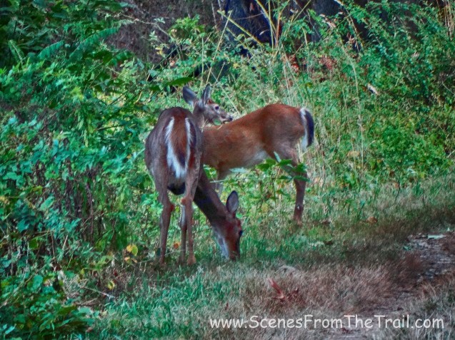 Old Croton Aqueduct Trail - Tarrytown