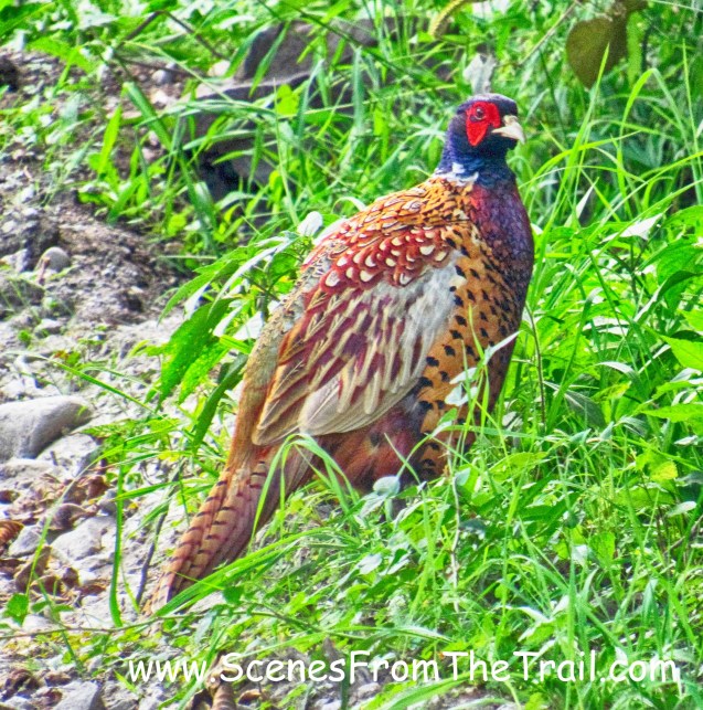 Pheasant