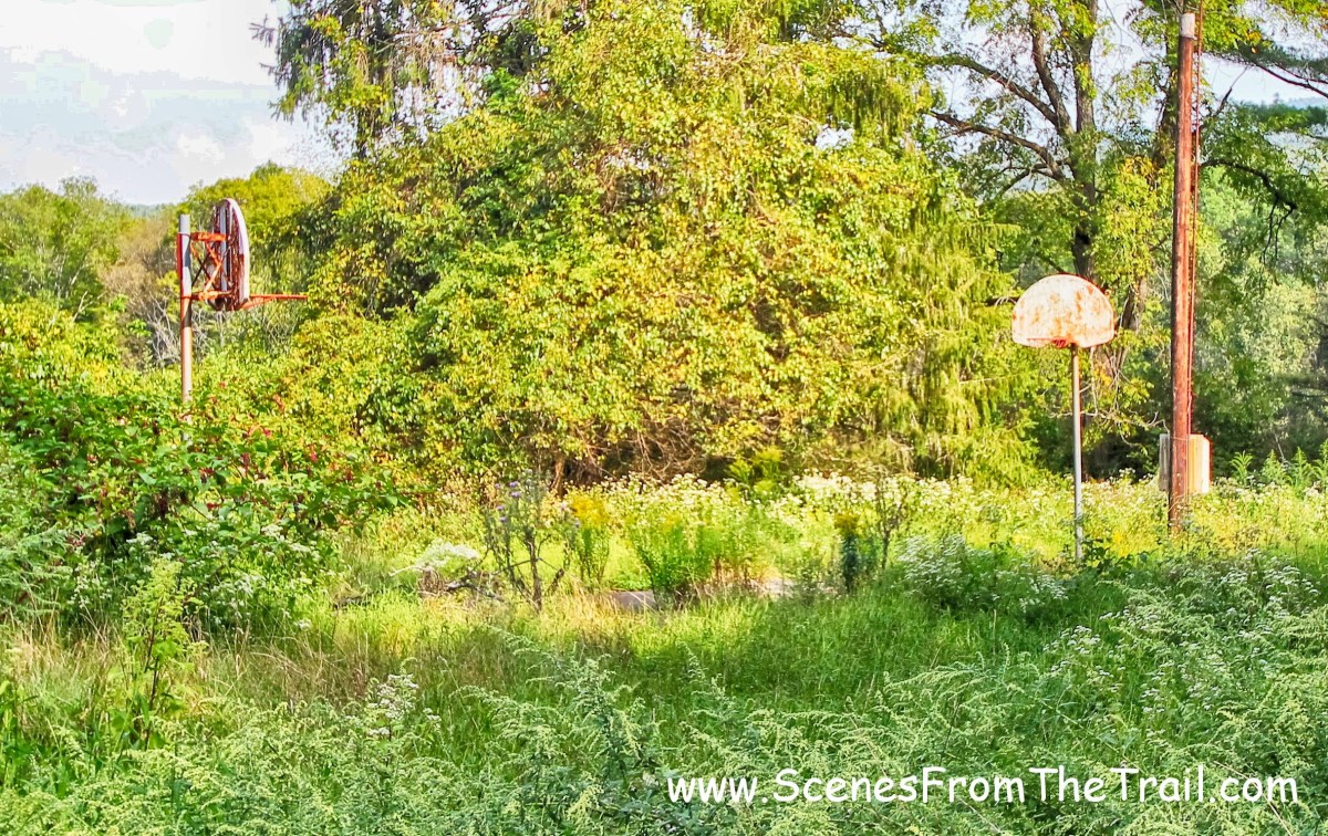 overgrown basketball court