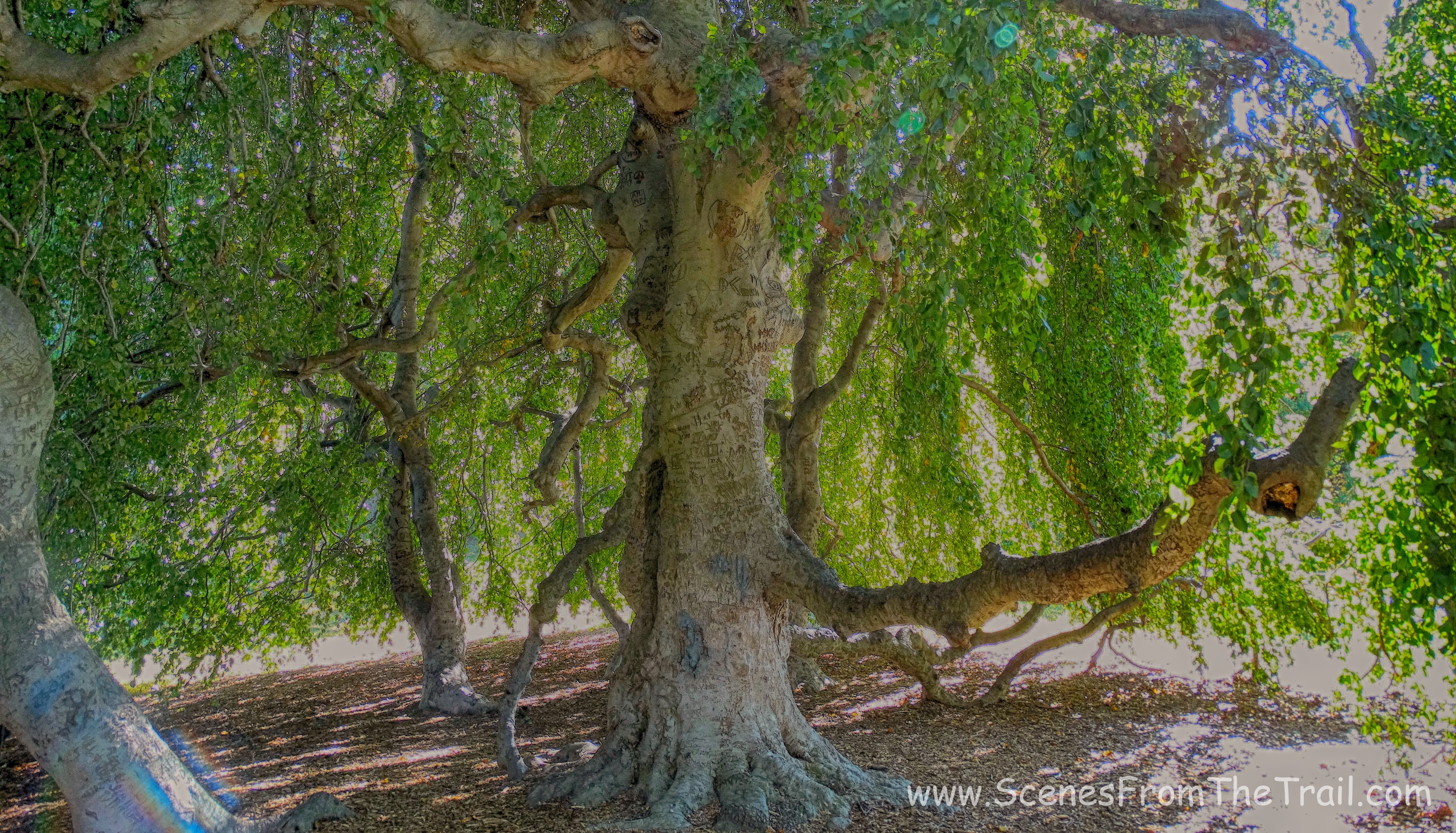 umbrella tree