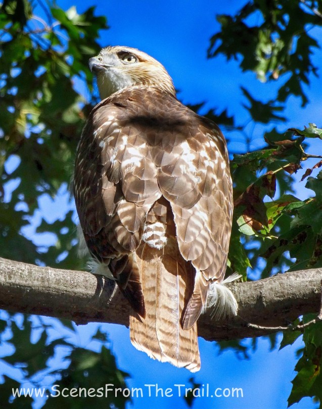 Red-tailed Hawk