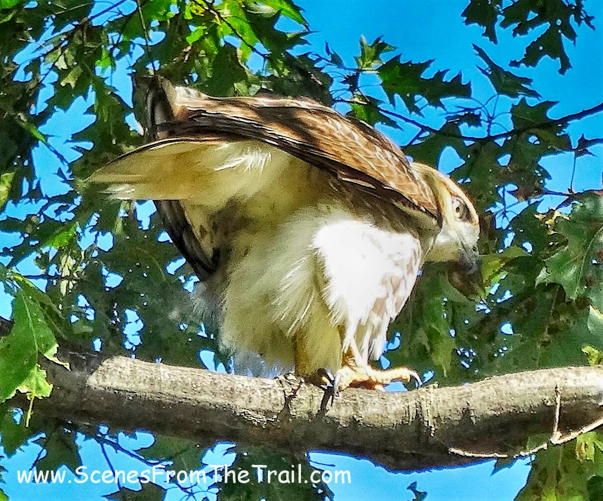 Red-tailed Hawk
