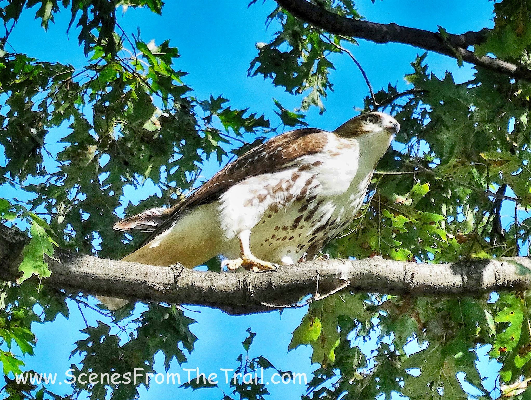 Red-tailed Hawk