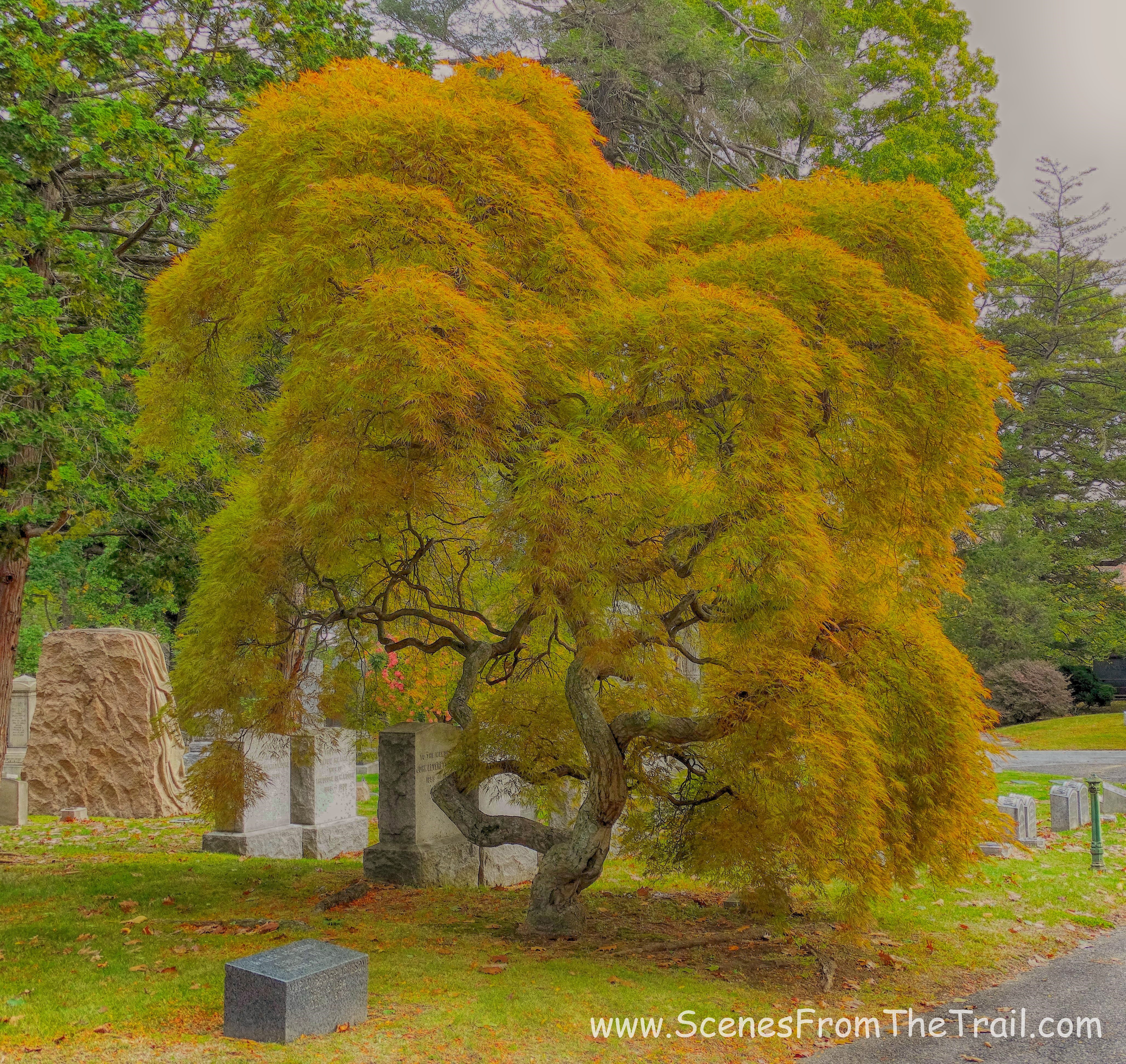 tree