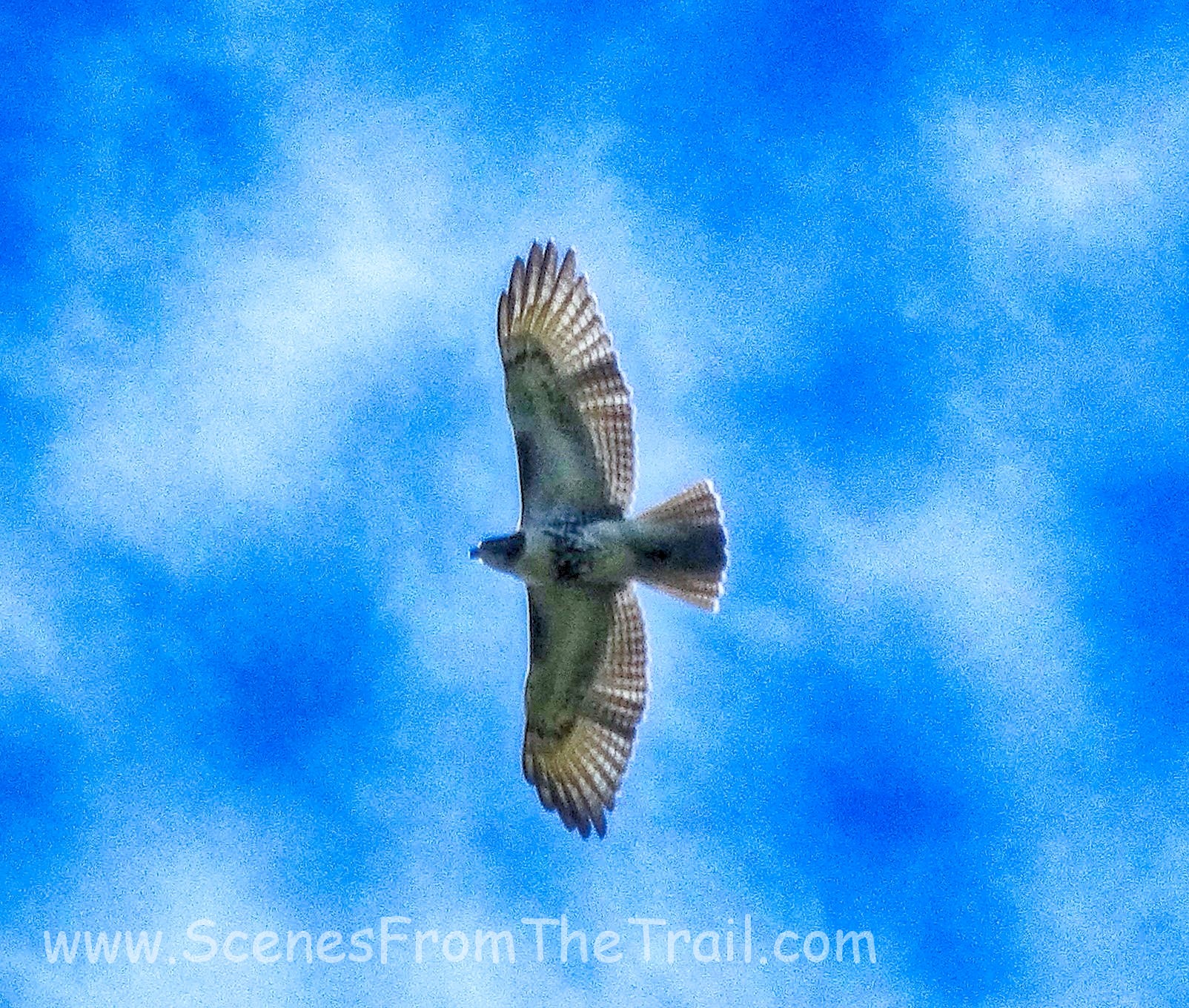 hawk