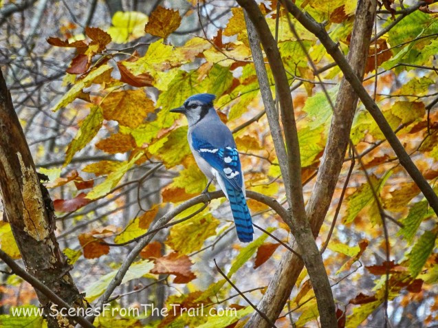 Blue Jay