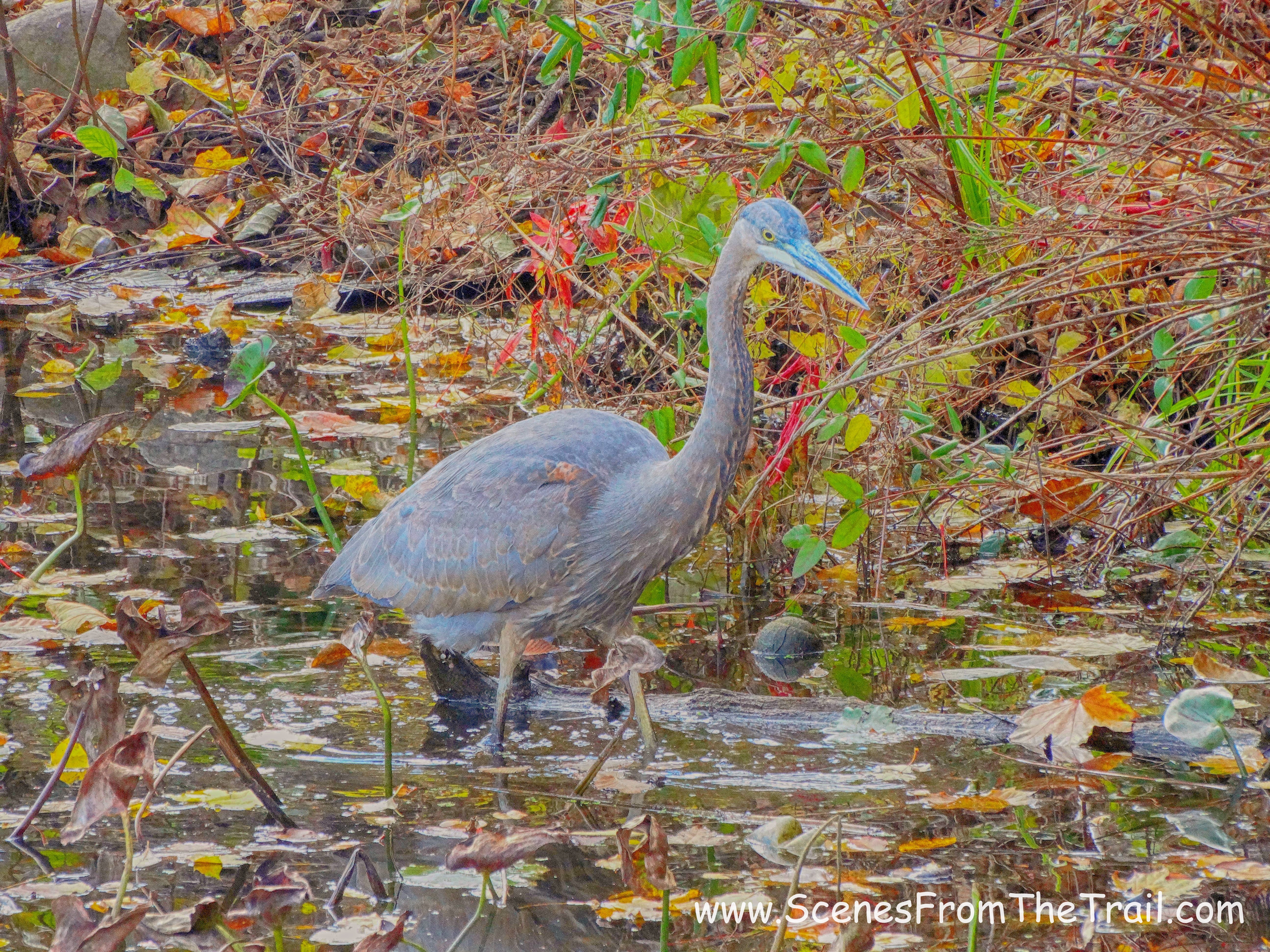 Great Blue Heron