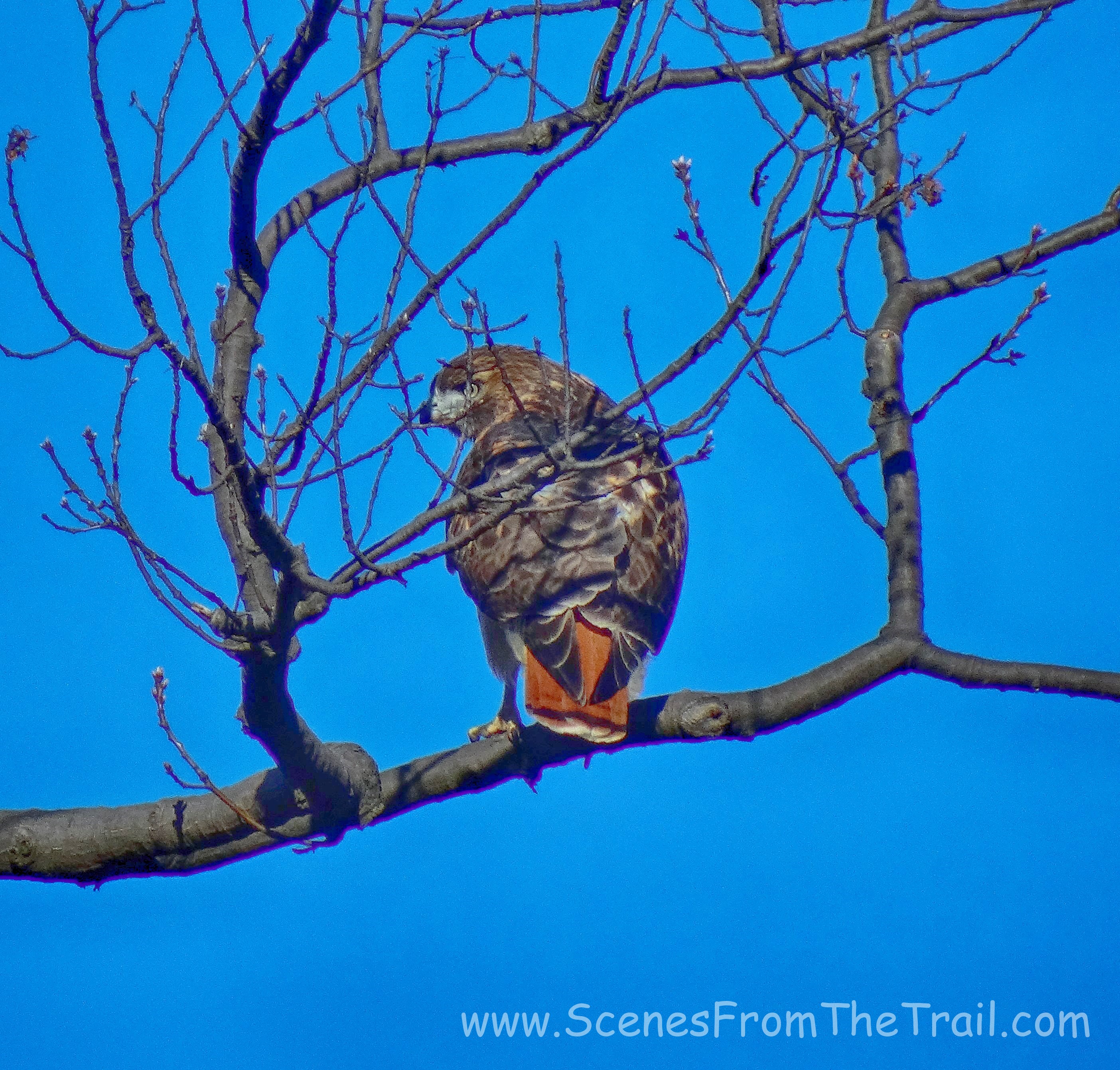 Red-tailed Hawk