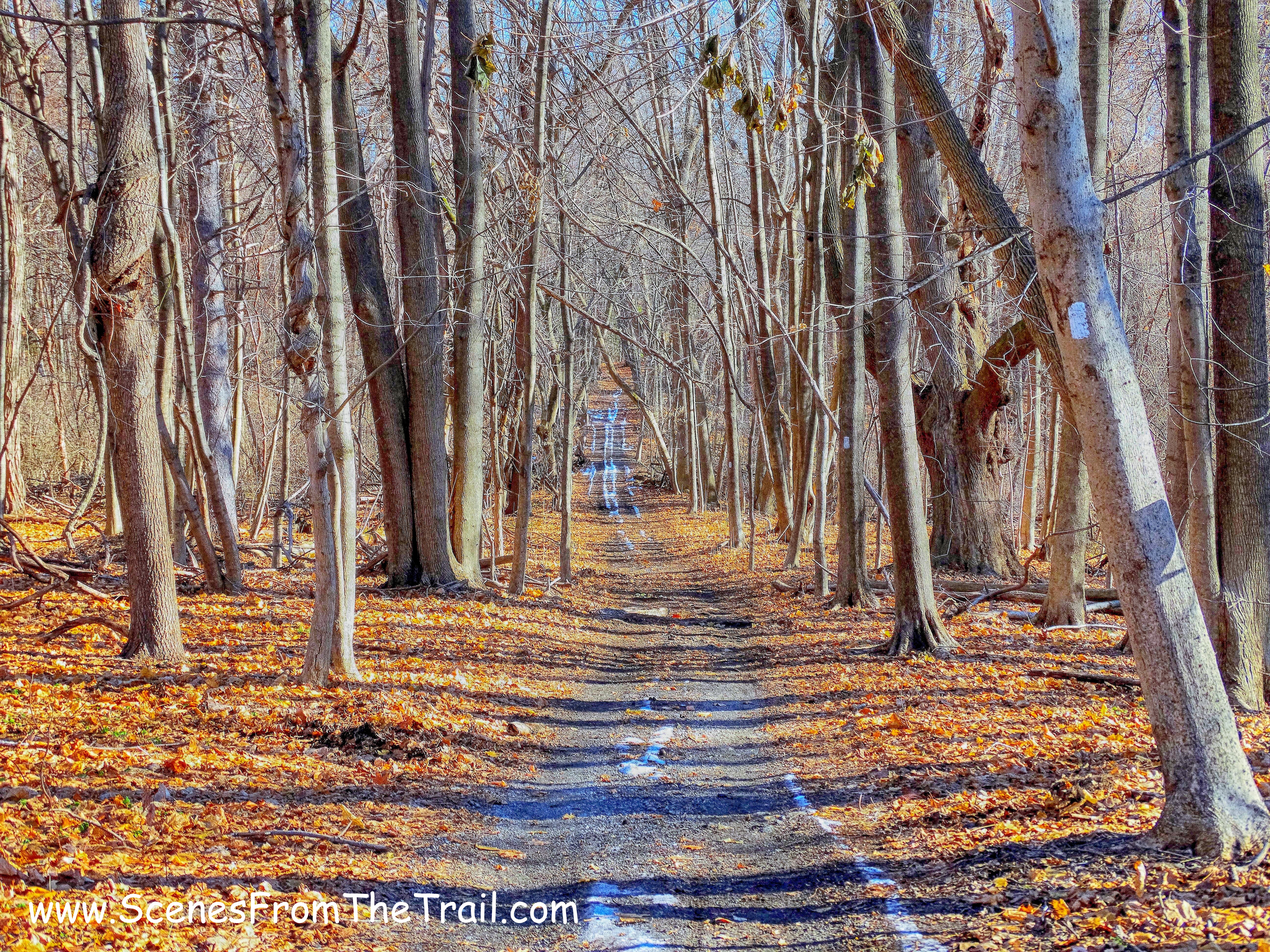 white-blazed trail