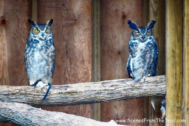Great Horned Owls