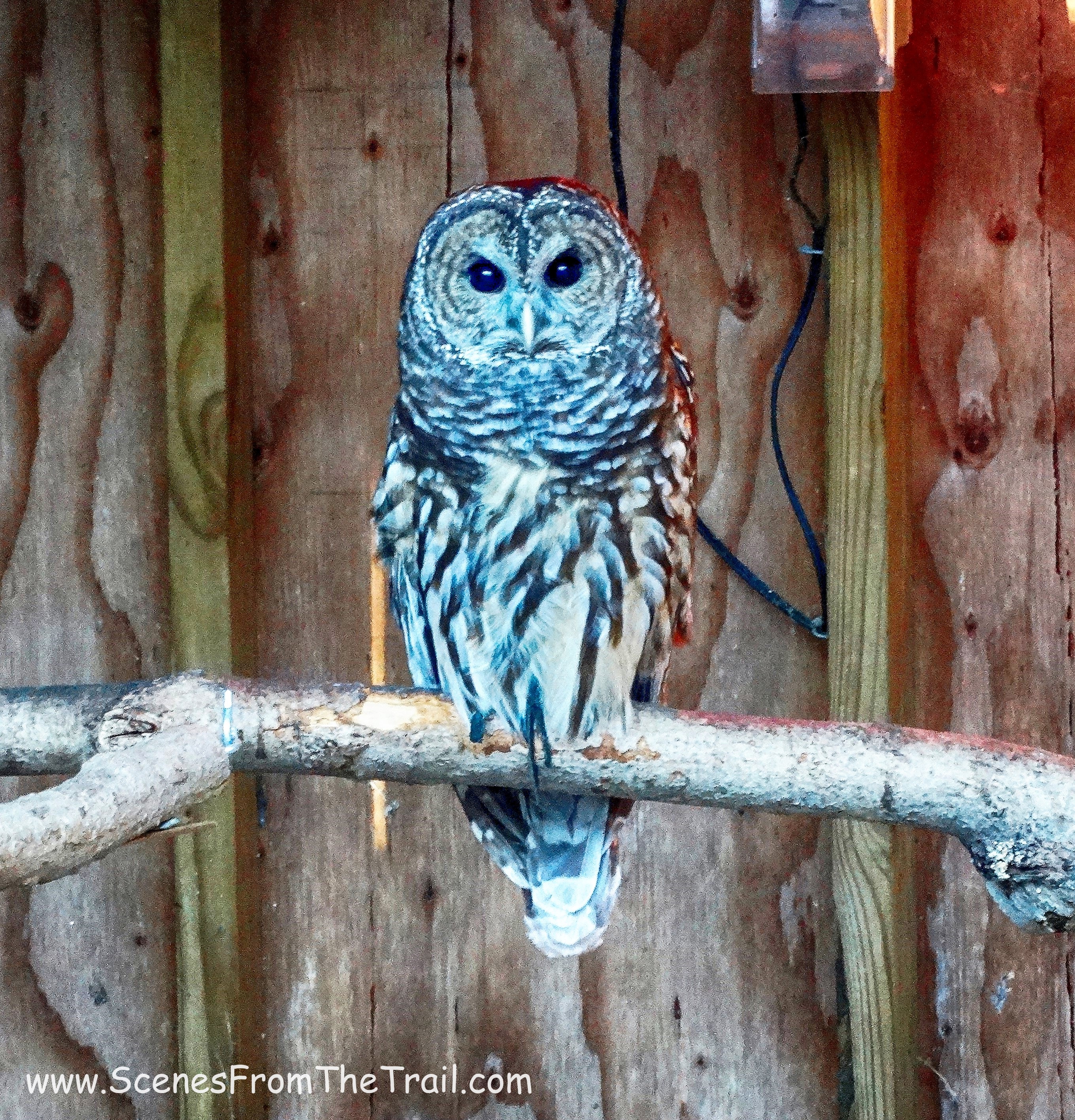 Barred Owl