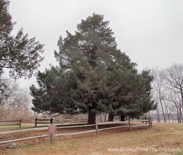 Historic Croton Yew