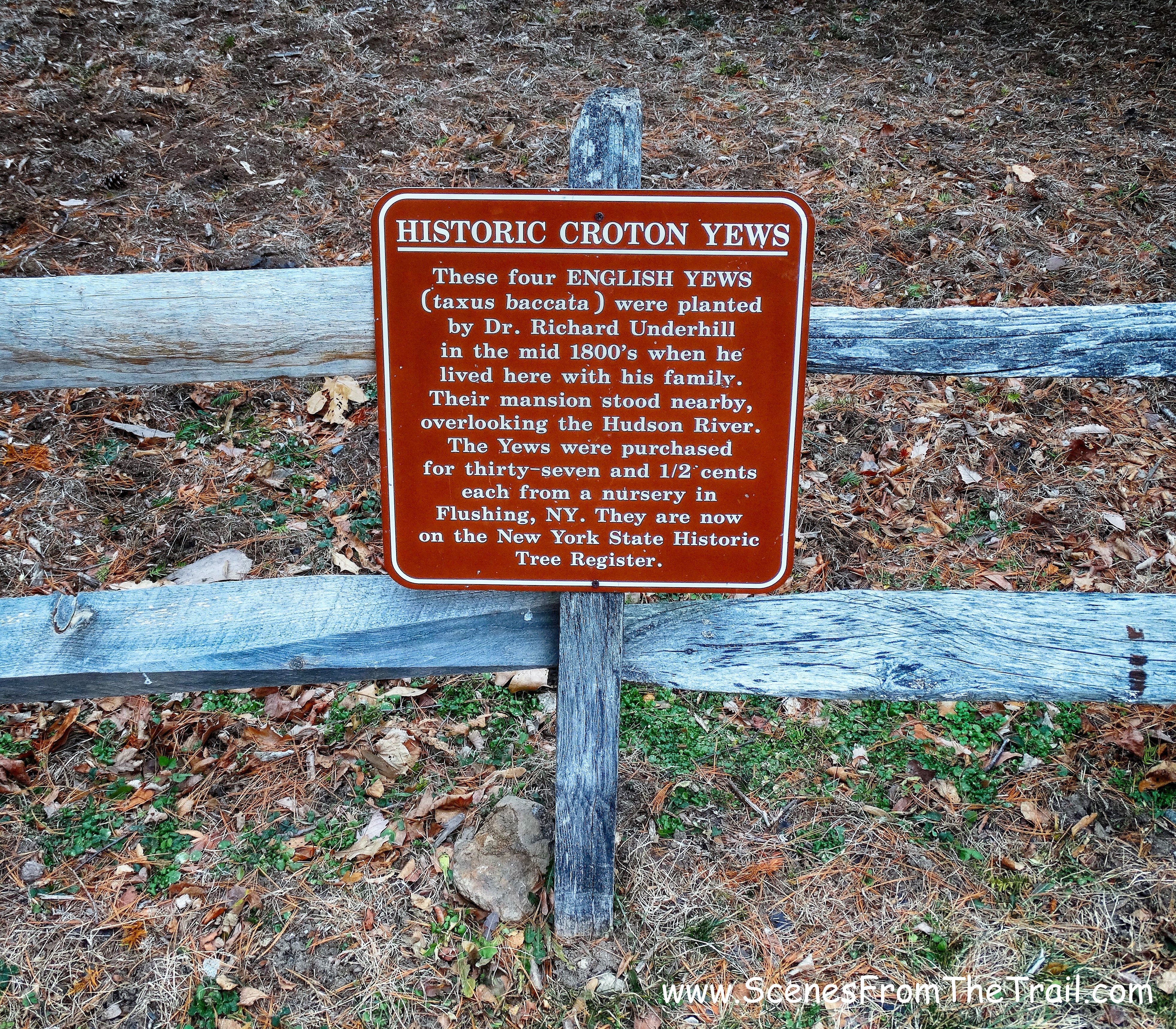 Historic Croton Yew