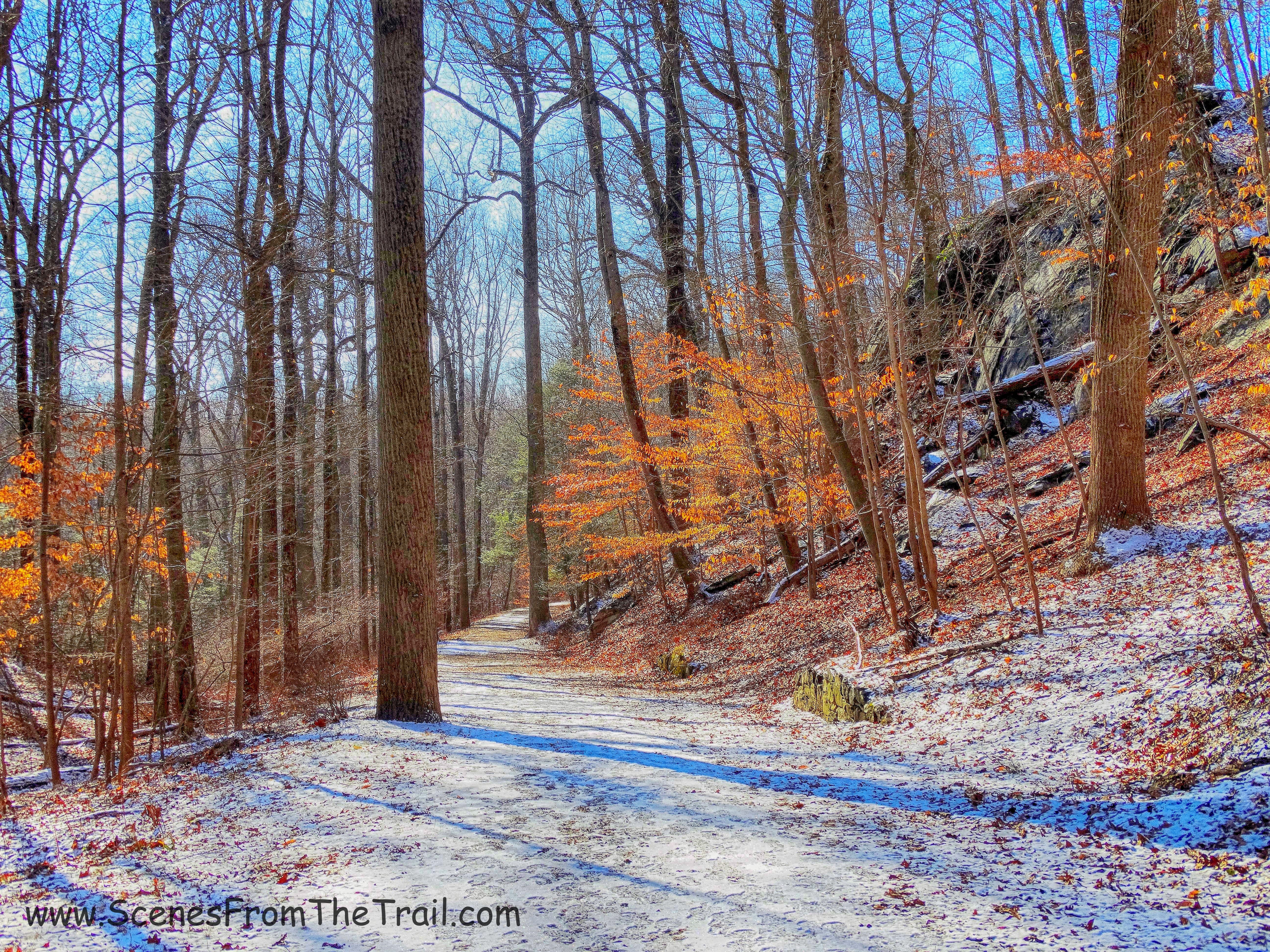Big Tree Trail