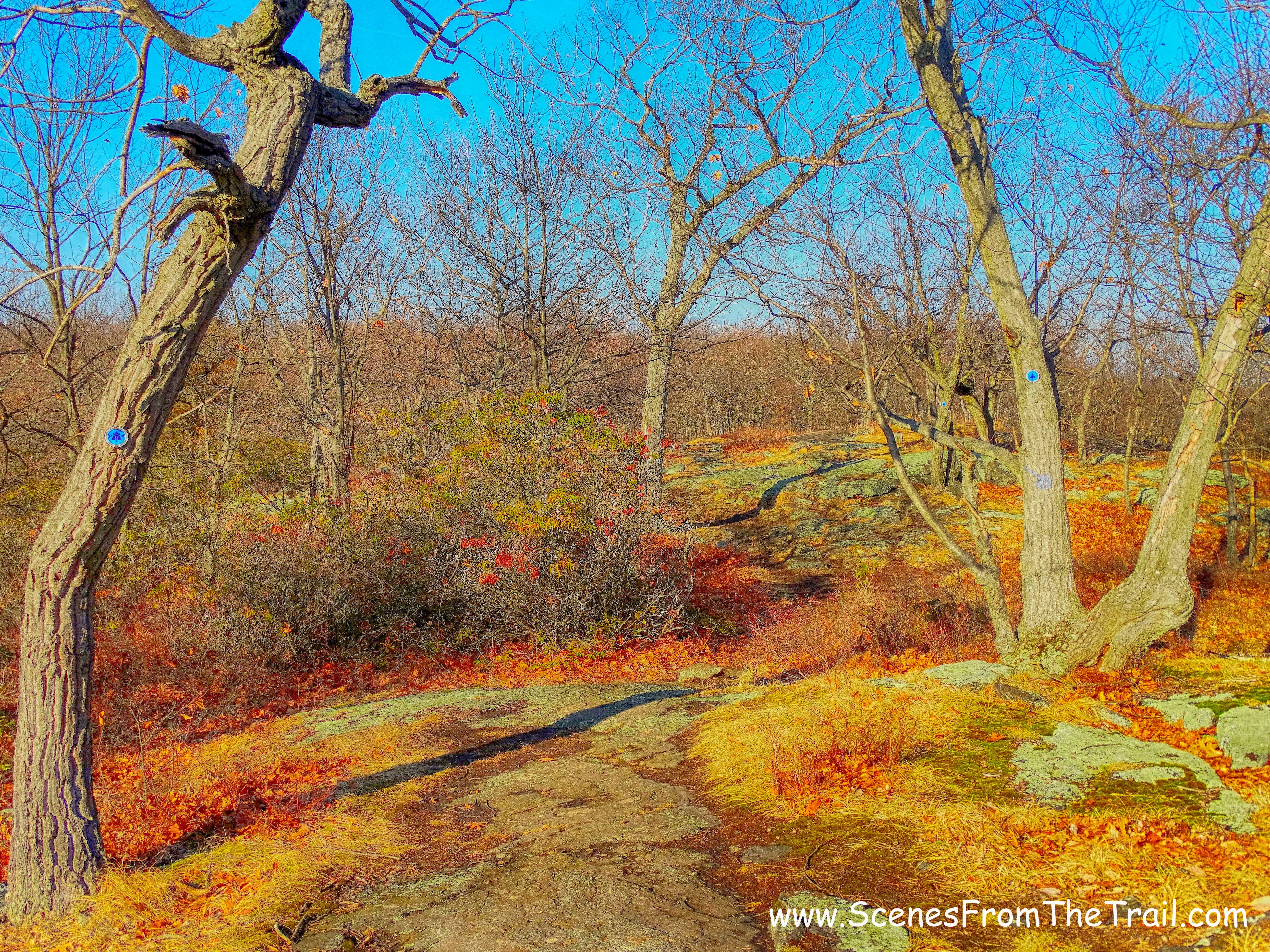 blue-blazed trail
