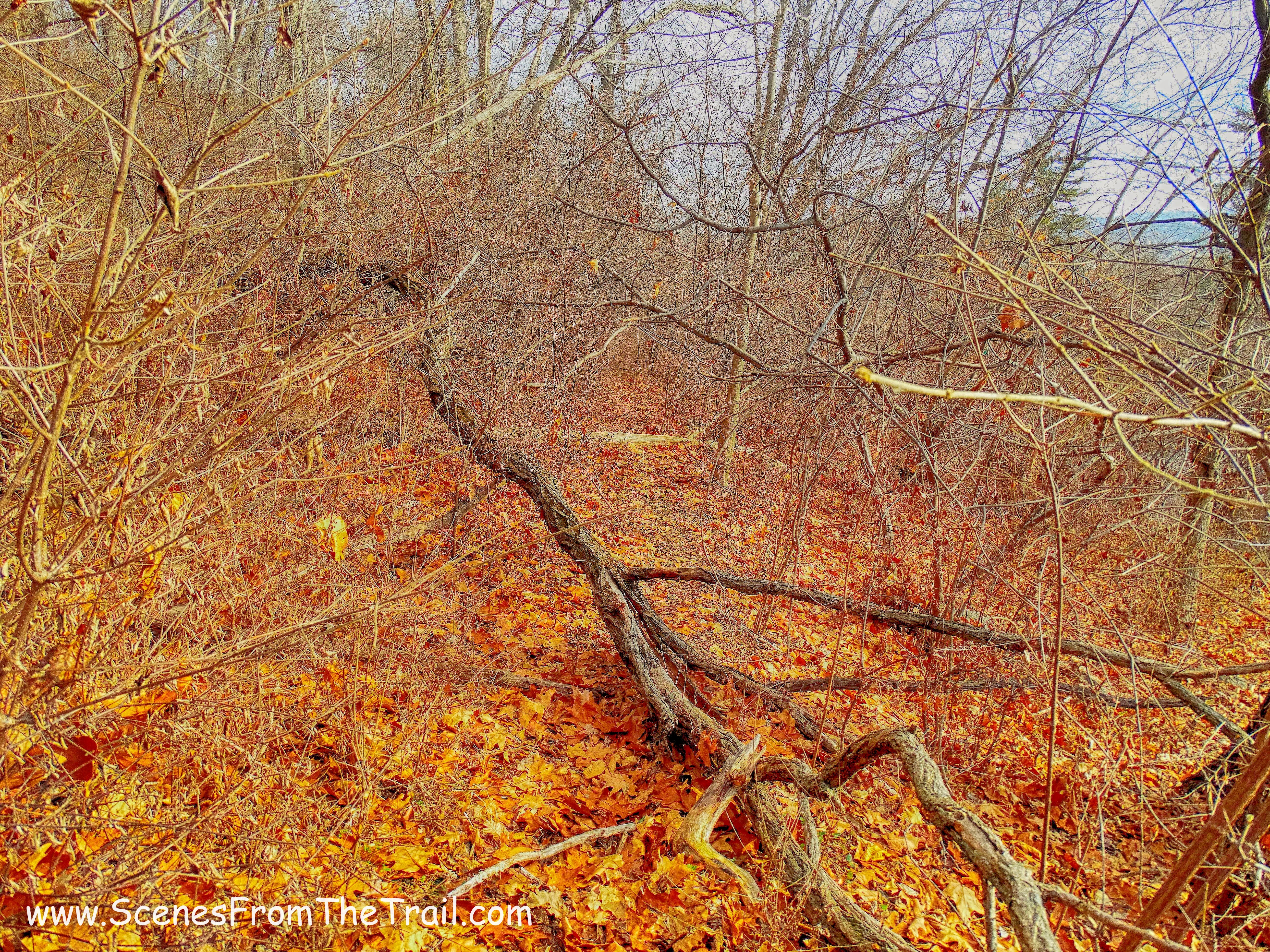 overgrown trail