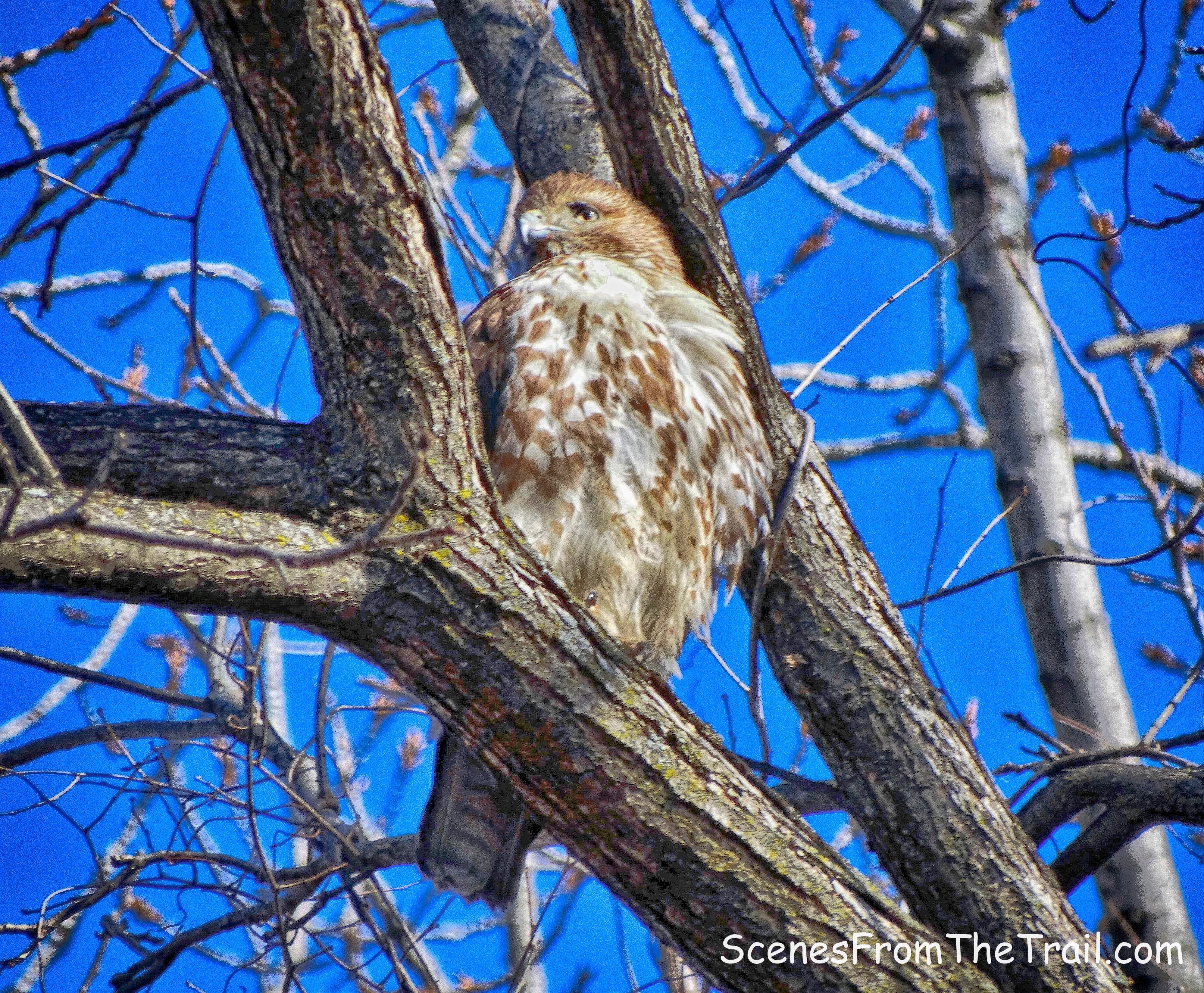 Red-tailed Hawk