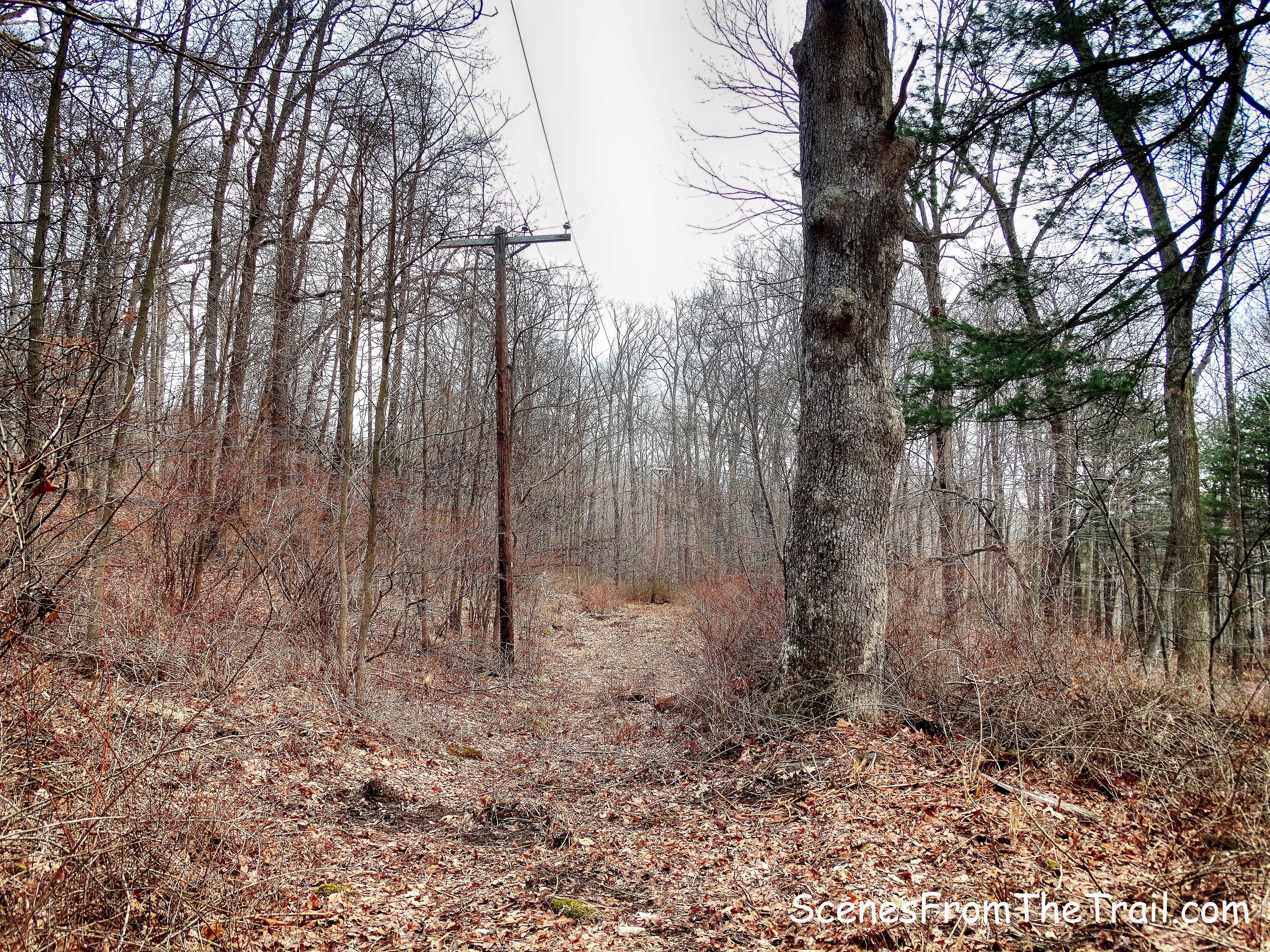 old woods road