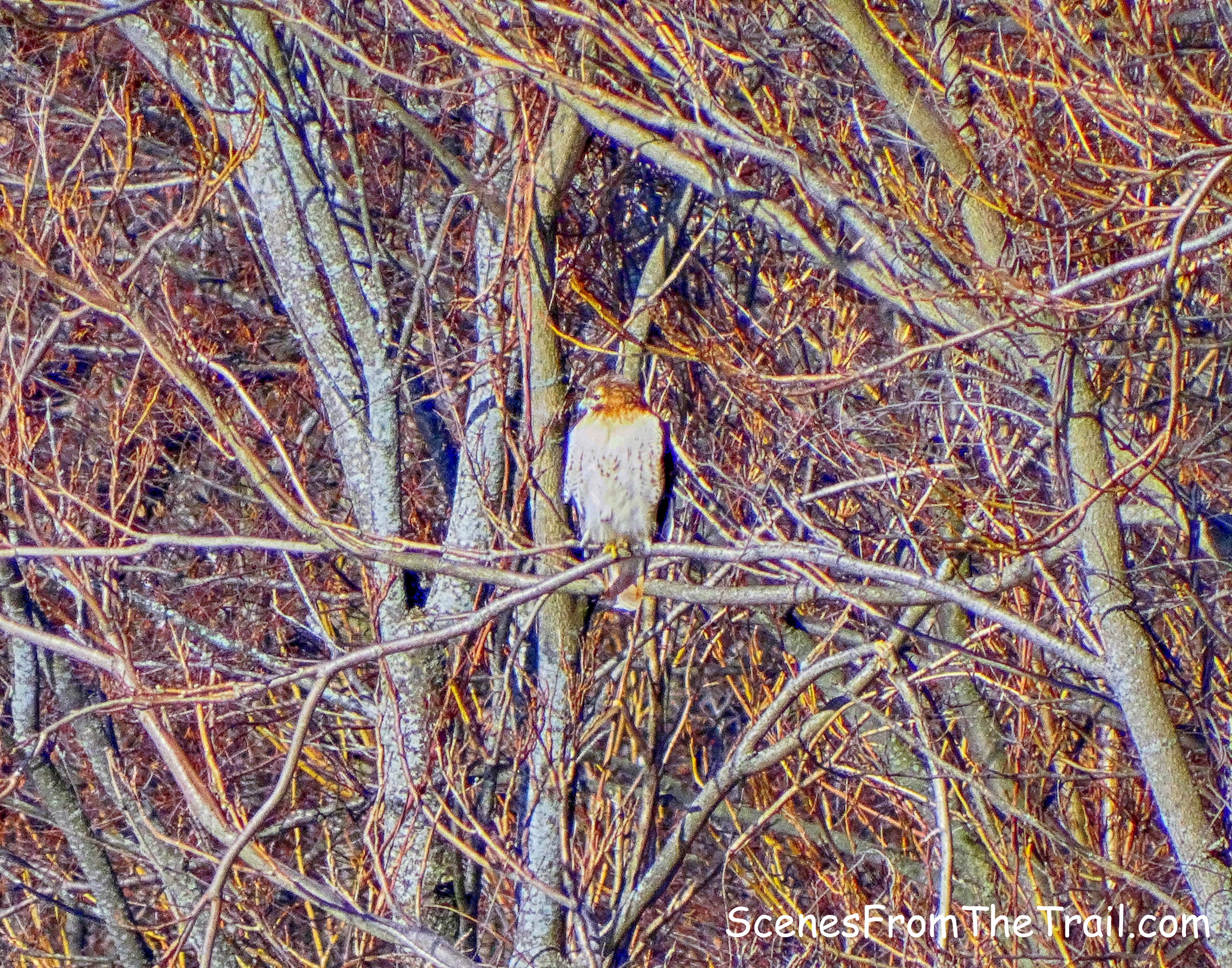 hawk in a tree