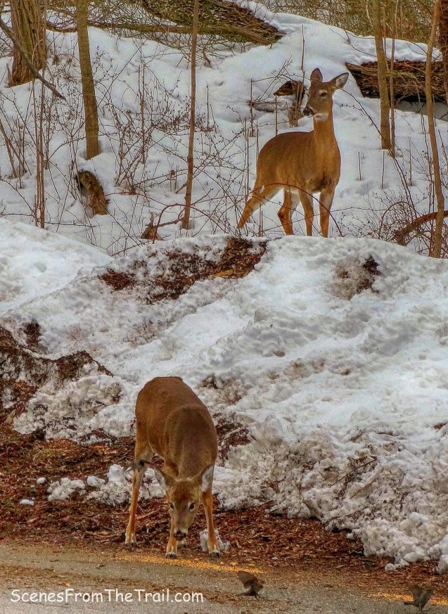 pair of deer