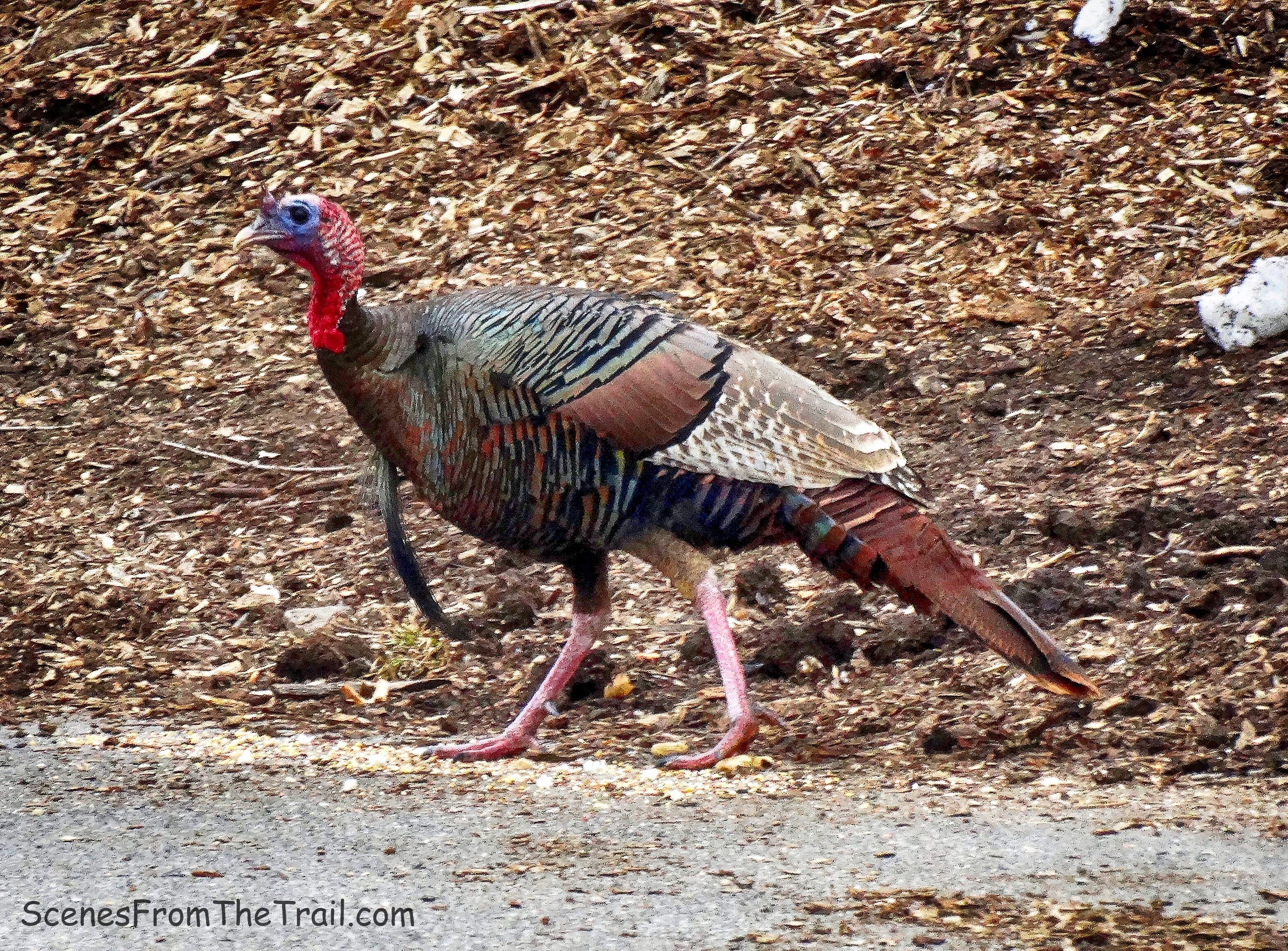 Wild Turkey