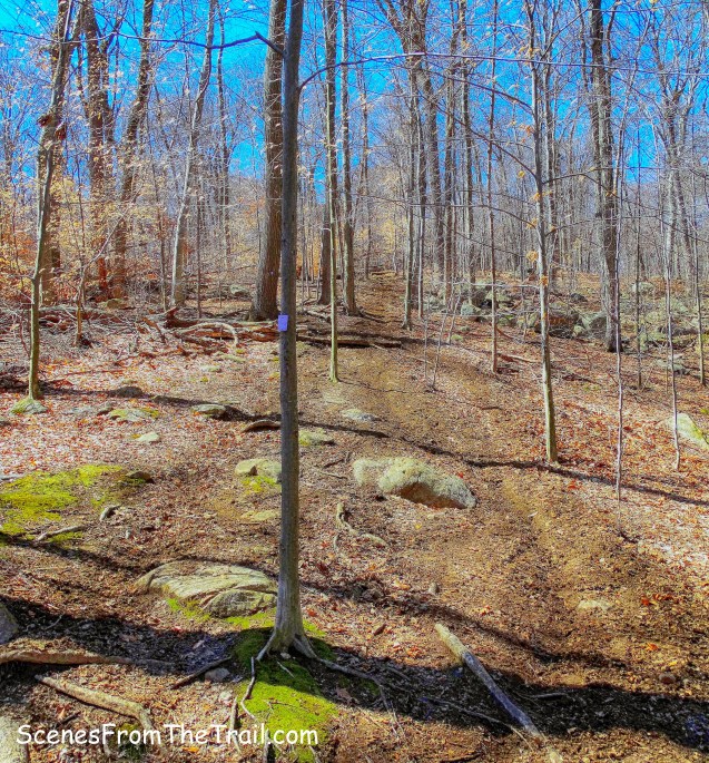 purple-blazed Havemeyer Trail