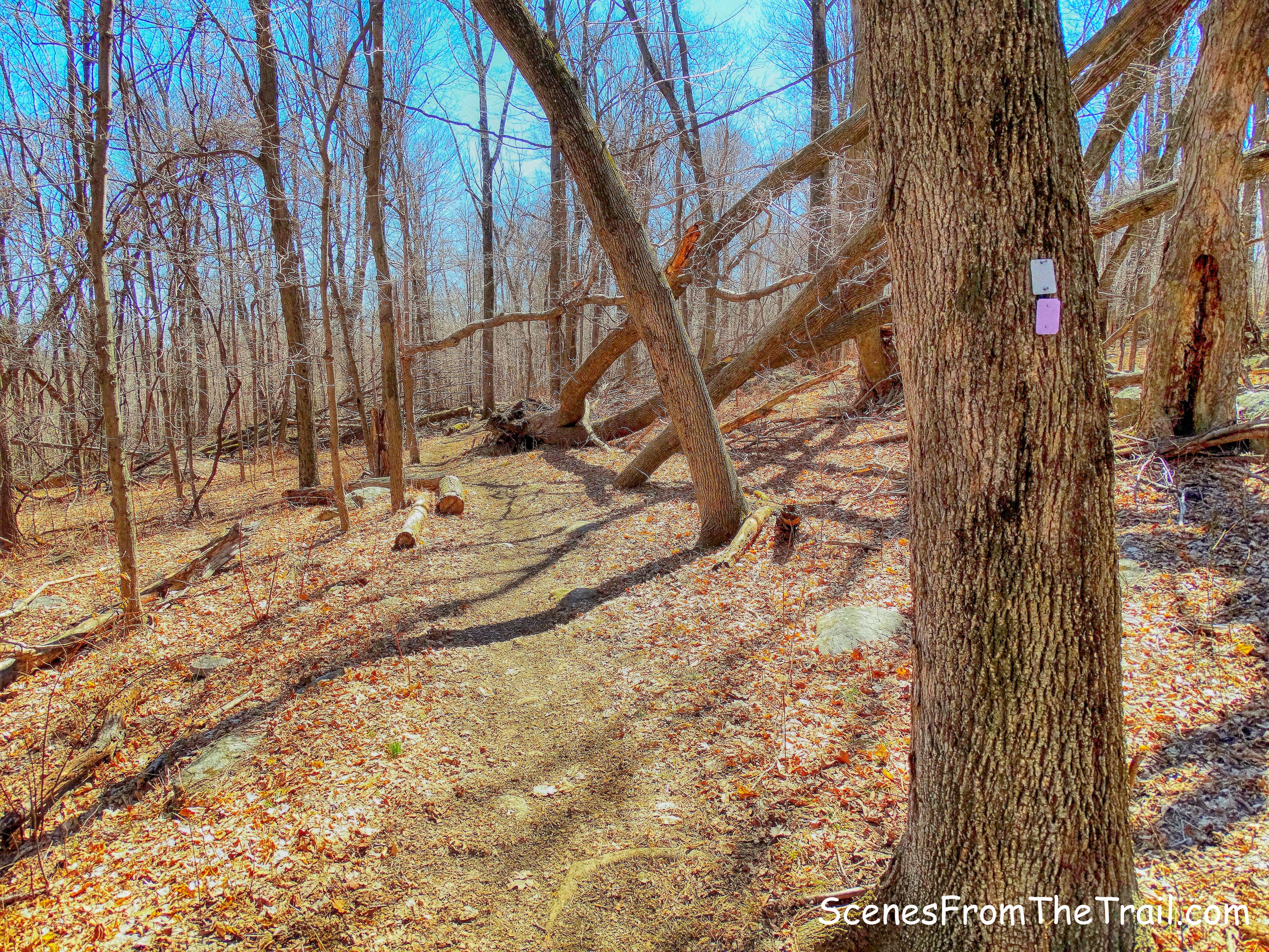joint Havemeyer Trail and White Trail