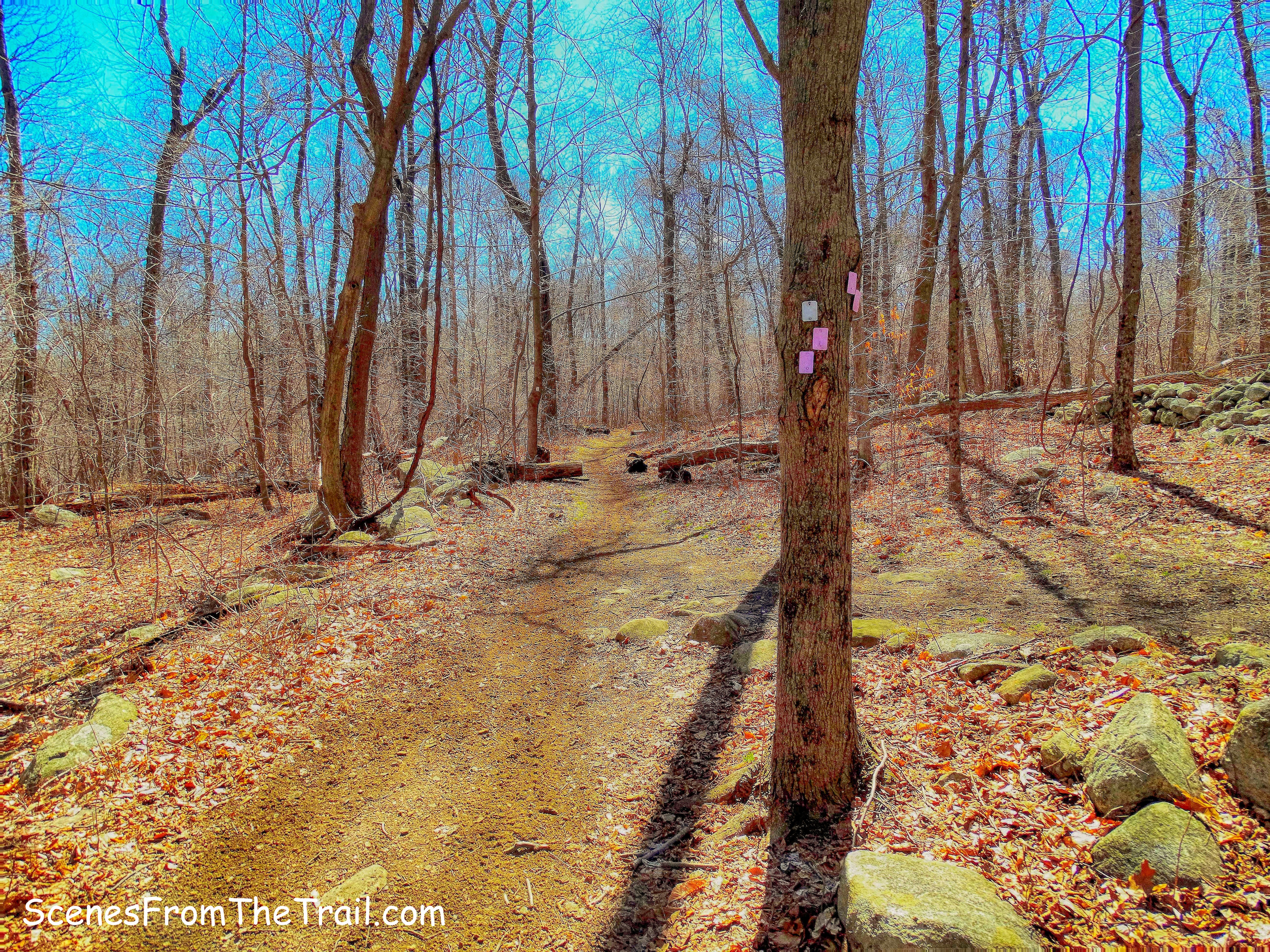 Havemeyer Trail and White Trail junction
