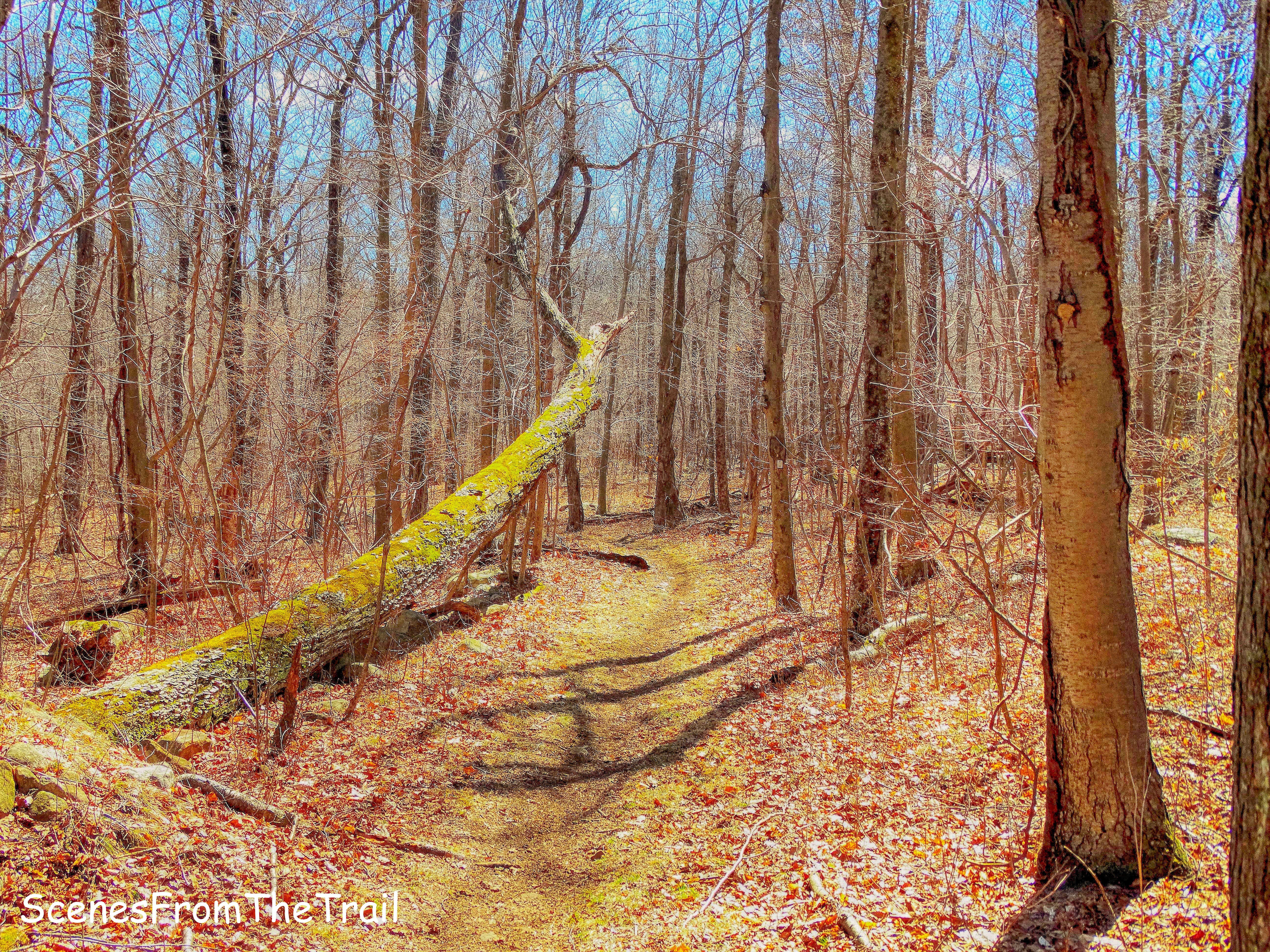 White Trail
