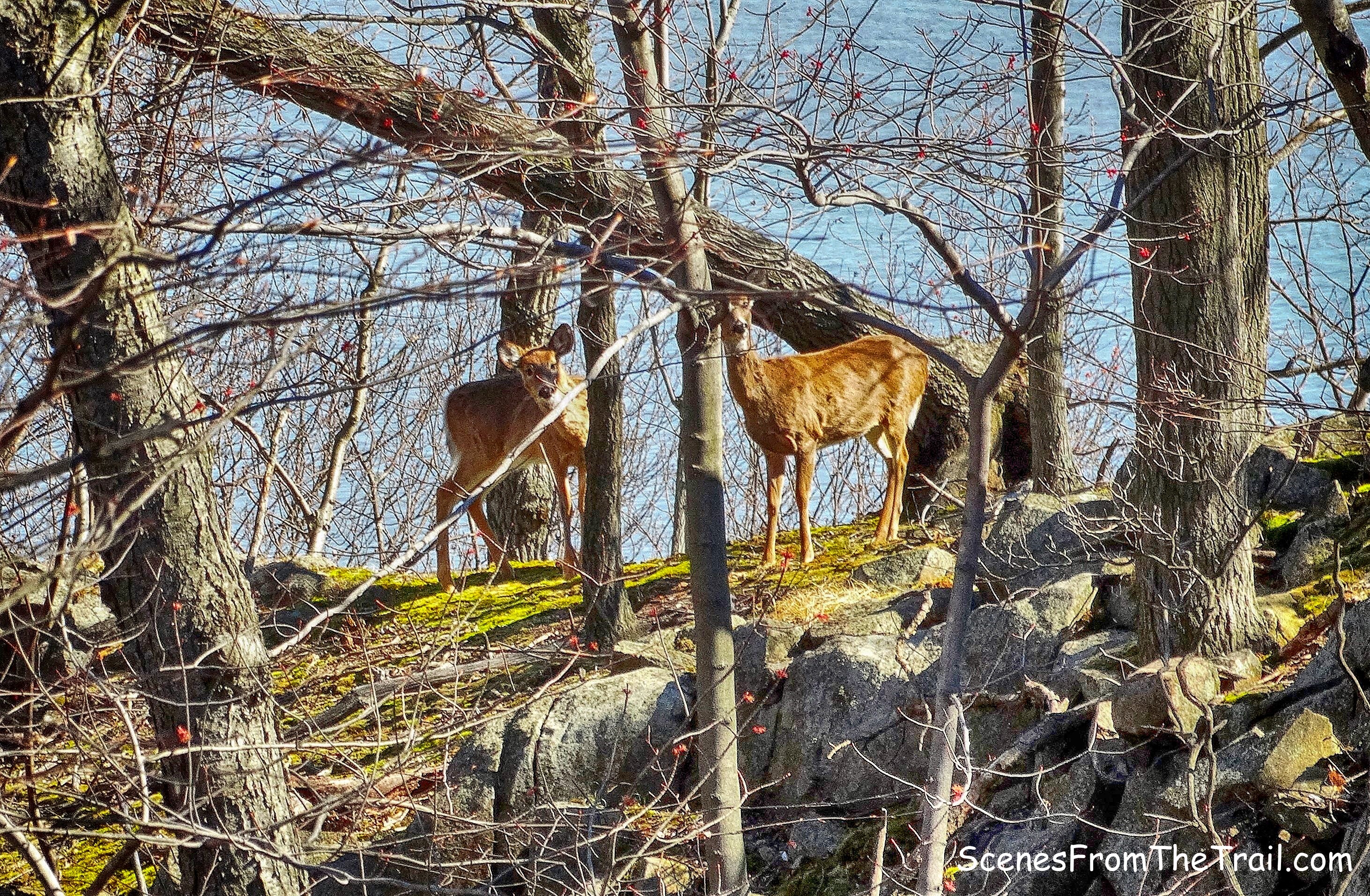 curious deer