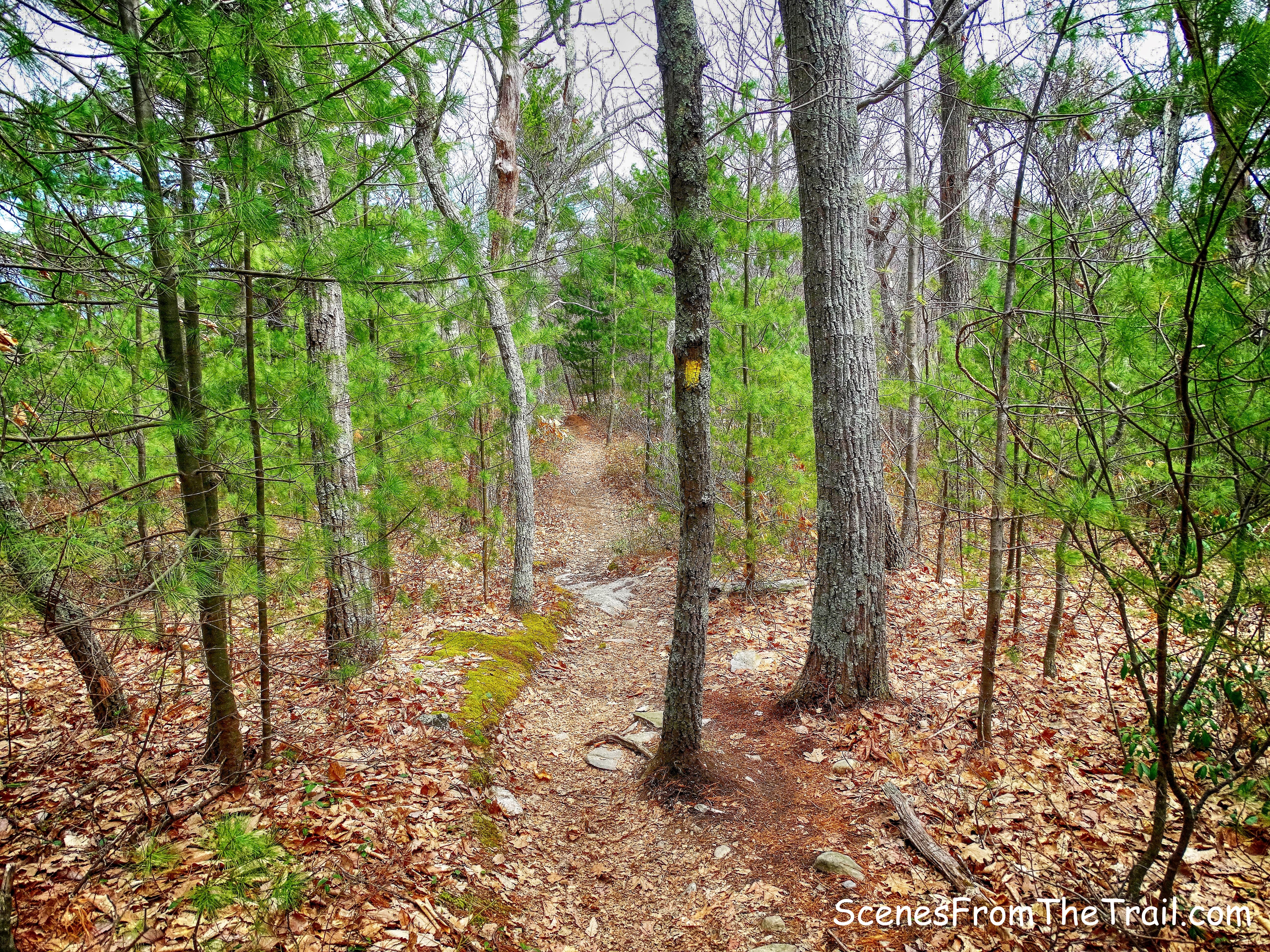 yellow-blazed trail