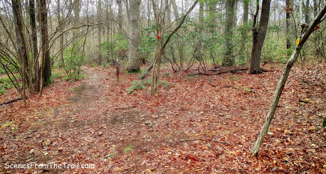 Catfish Loop Trail crosses a woods road marked with yellow blazes