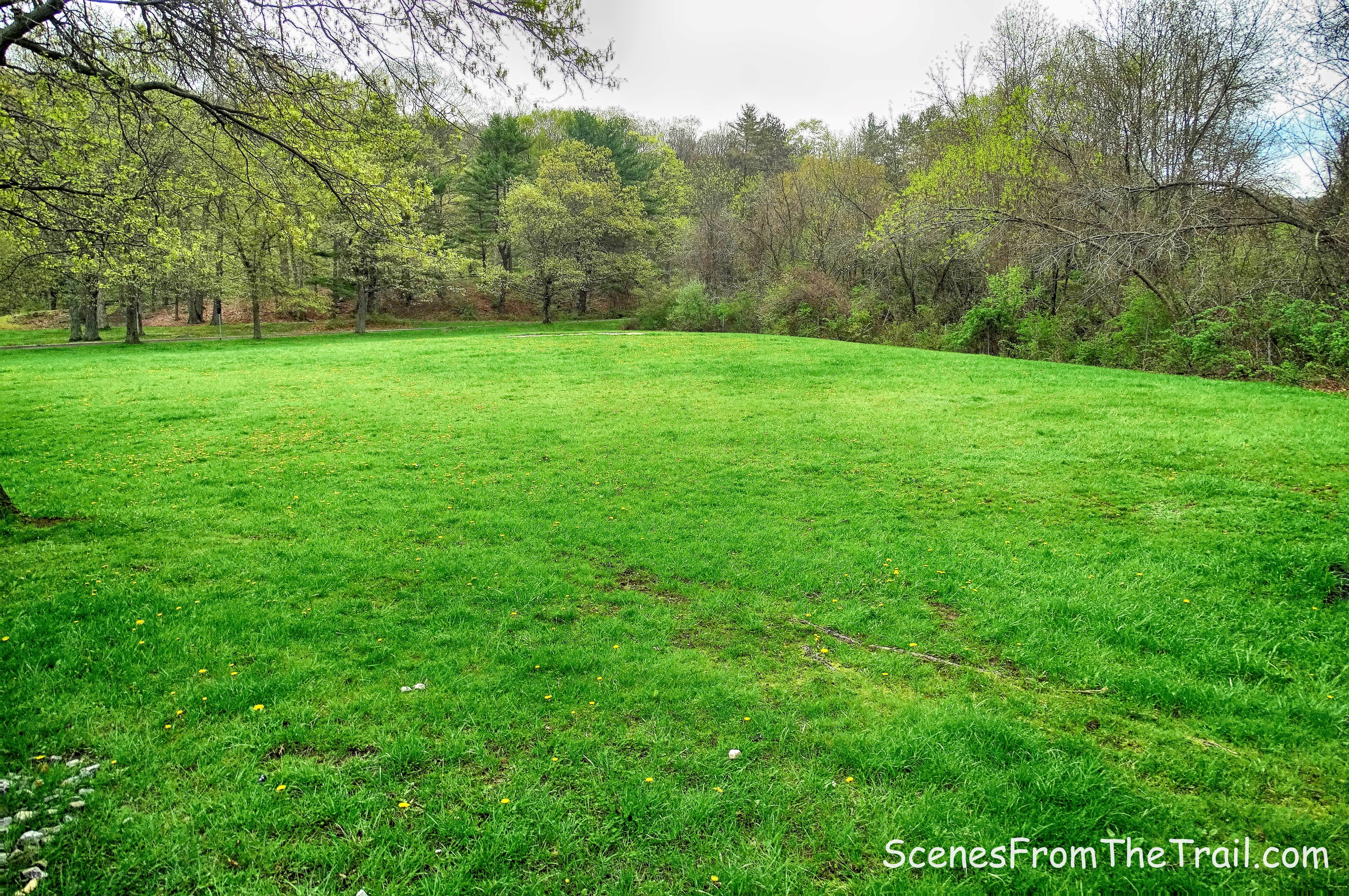 grass field