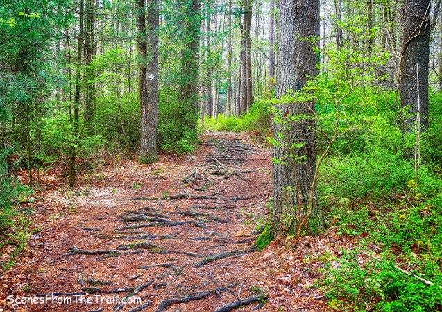 blue-on-white diamond blazes